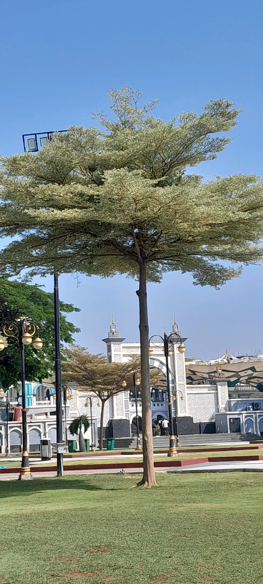 The image depicts the entrance of the Masjid Agung Al-Anwar in Pasuruan, Indonesia, on a clear day. A prominent tree with a wide canopy dominates the foreground, its branches sparsely leafed with light green and white foliage. Behind the tree, the mosque's white facade, adorned with intricate geometric patterns in blue and gold, is visible. Two minarets with golden spires rise from the building. Several ornate lampposts with multiple globes are positioned in the foreground and mid-ground, lining a pathway. In the mid-ground, a smaller, more sparsely leafed tree stands. A few people, dressed in casual attire, are gathered near the mosque entrance. The ground in the foreground is covered with well-maintained green grass, with paved pathways and red borders. The overall scene suggests a well-kept public space, likely a park or plaza, adjacent to the religious structure.