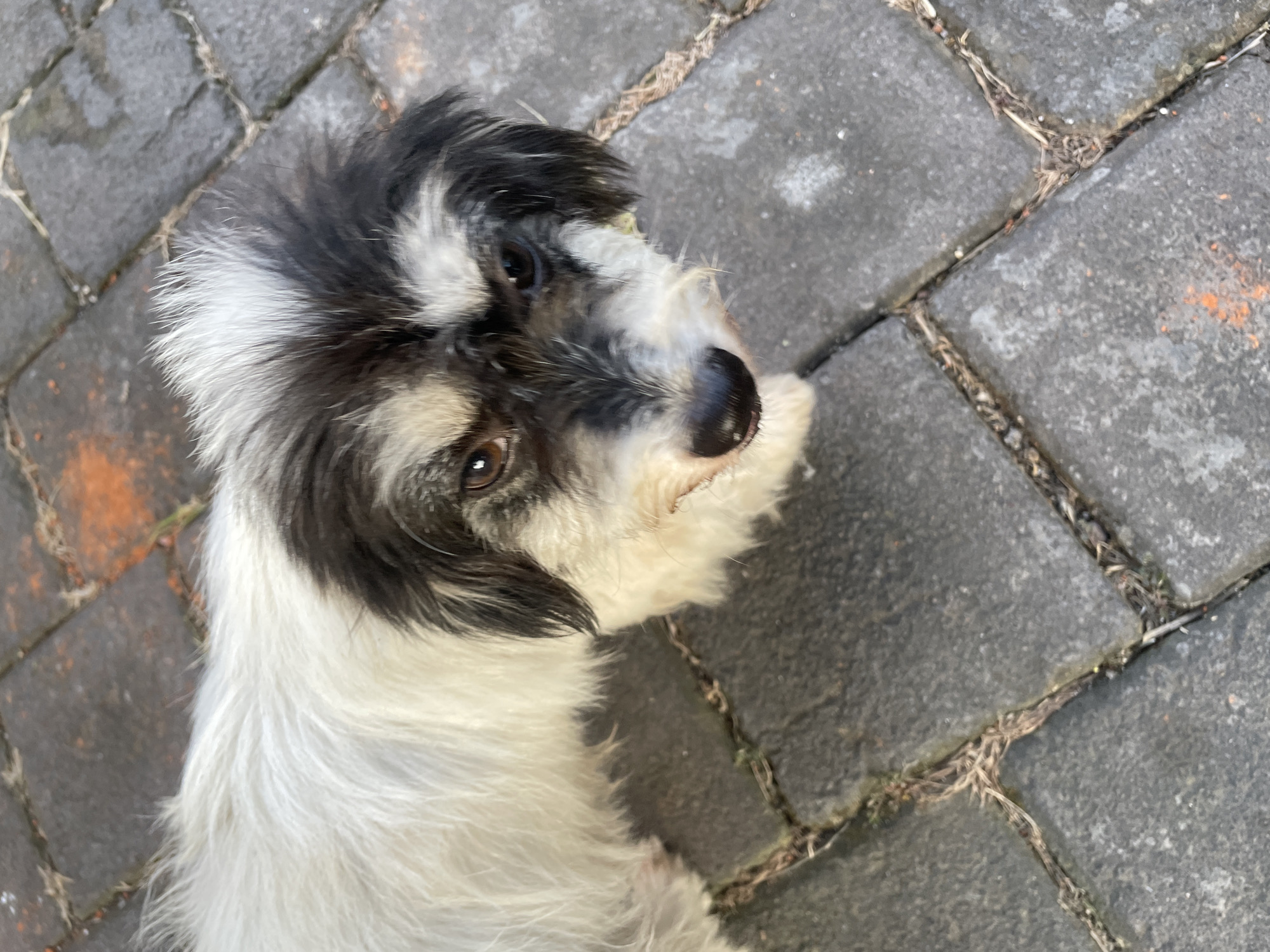 A shaggy, black and white dog is pictured from a slightly elevated, overhead perspective, facing the camera. The dog's fur is long and wispy, with prominent black markings around its eyes and on its head, creating a mask-like appearance. Its eyes are brown and alert, and its nose is black and moist. The dog appears to be standing on a textured, gray paved surface, likely a walkway or patio, with some dry grass or debris visible in the gaps between the paving stones. In the background, parts of reddish-orange bricks or tiles are visible, suggesting an outdoor environment. The overall impression is of a domestic animal in a casual outdoor setting. The scene is located in North Kuta, Indonesia.