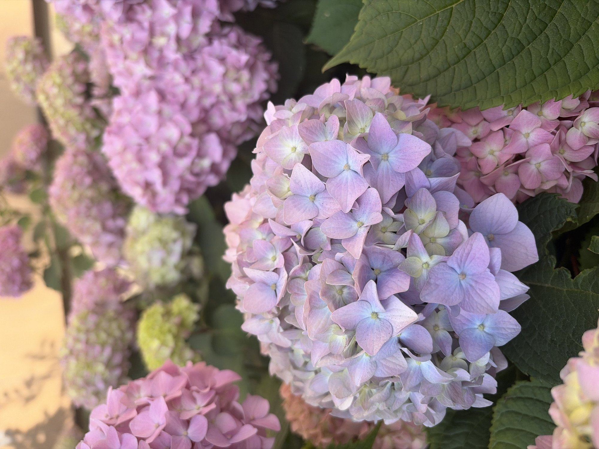 A close-up, eye-level shot focuses on several clusters of blooming hydrangeas. The flowers display a gradient of colors, transitioning from soft lavender and blue in the foreground to various shades of pink and hints of pale green in the background. The foreground hydrangea cluster is the most in focus, with individual petals clearly defined. Behind it, other hydrangea clusters are visible, some softer in focus. Large, dark green hydrangea leaves are prominent, especially in the right and bottom portions of the frame, providing a contrasting texture. The background is blurred, showing hints of a warm-toned, possibly stuccoed wall or structure, with some dappled light and shadow suggesting an outdoor setting. The image appears to be taken in Sochi, Russia, a city known for its abundant flora, particularly in its botanical gardens and parks.