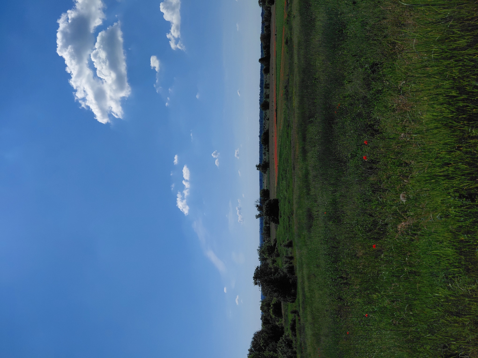 The image depicts a wide landscape under a bright blue sky dotted with fluffy white clouds. In the foreground, a field of tall, green grass is visible, interspersed with a few scattered red poppies. In the middle ground, a more distant field is predominantly red, possibly a field of poppies or other red flowers, with patches of green. A line of trees and bushes forms a darker border between the middle ground and the background. The background shows a hazy horizon with more distant vegetation. The overall impression is of a rural or natural landscape on a sunny day.