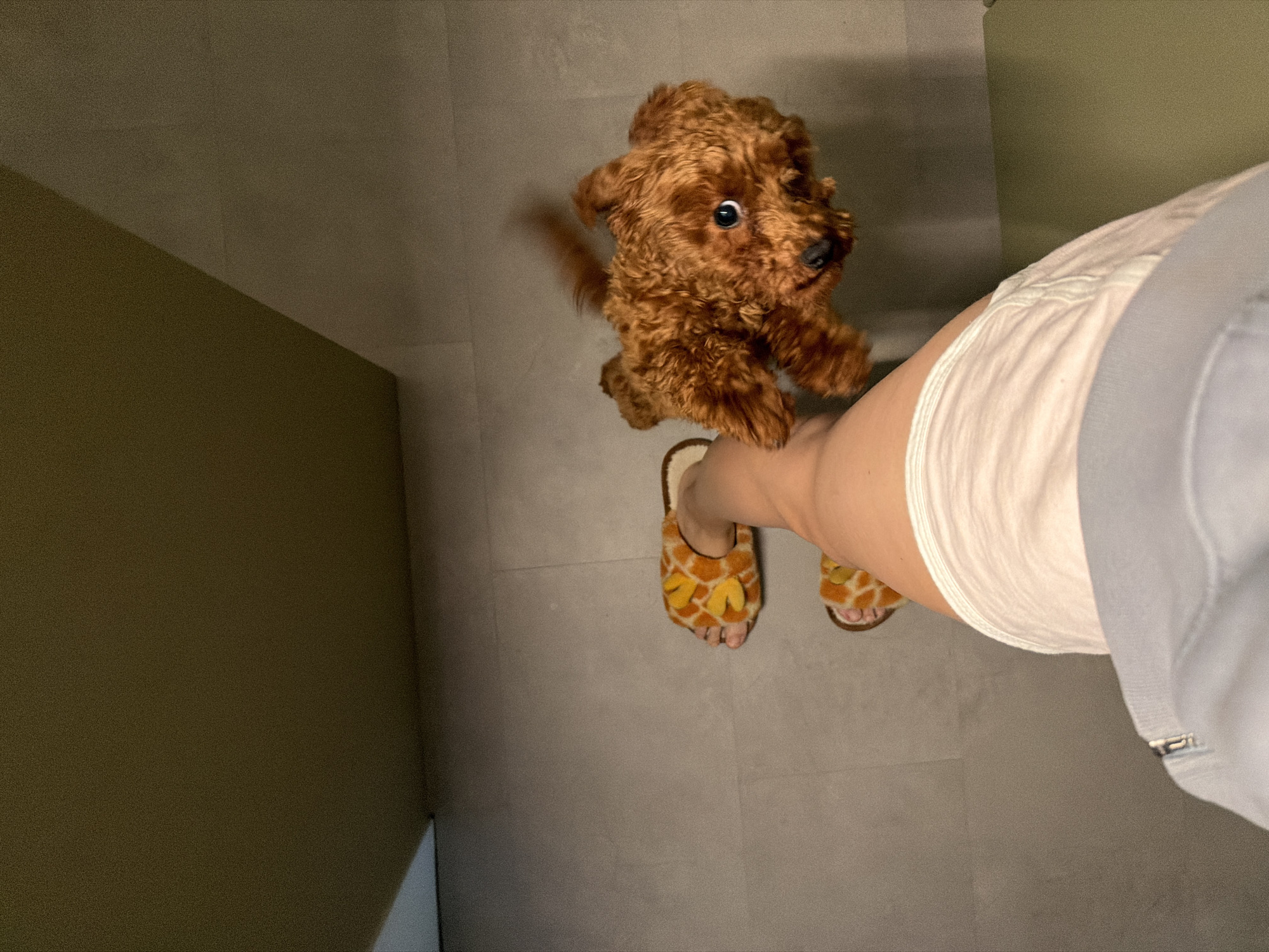 A high-angle, full-body shot shows a person's legs, wearing white shorts and gray zip-up jacket, standing on a tiled floor. The person is also wearing fuzzy, giraffe-print slippers. Next to the person's legs is a small, fluffy, reddish-brown dog, possibly a poodle mix. The dog is looking up at the camera with its head tilted. The background consists of a light green wall. The scene appears to be indoors, possibly in a home.