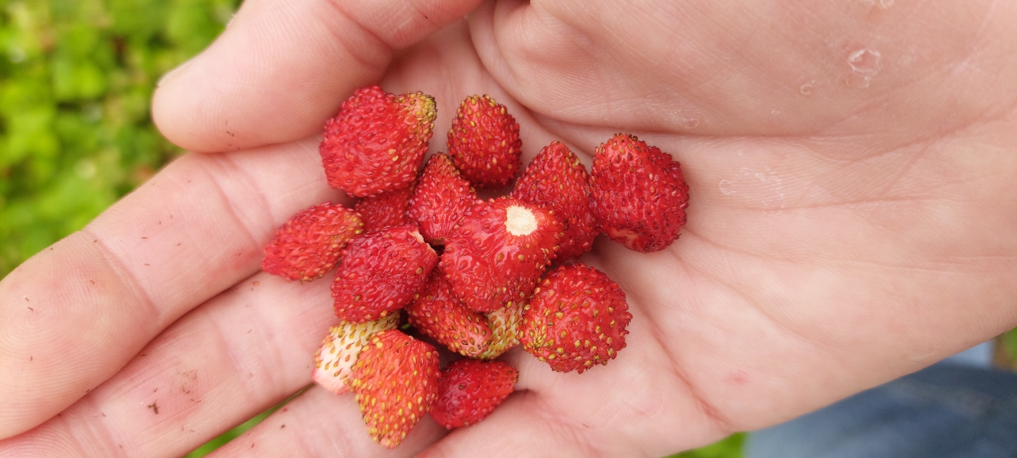 A hand, palm up, holds a cluster of wild strawberries. The hand appears to be that of an adult, with visible skin texture and some slight dirt particles. The strawberries are small, red, and slightly elongated, with visible seeds on their surfaces. Some of the strawberries show a greenish-white base where they were attached to the stem. The background is blurred green foliage, suggesting an outdoor setting. The image does not provide any information that would allow for the determination of a specific location in Vichuga, Russia, or any other city.
