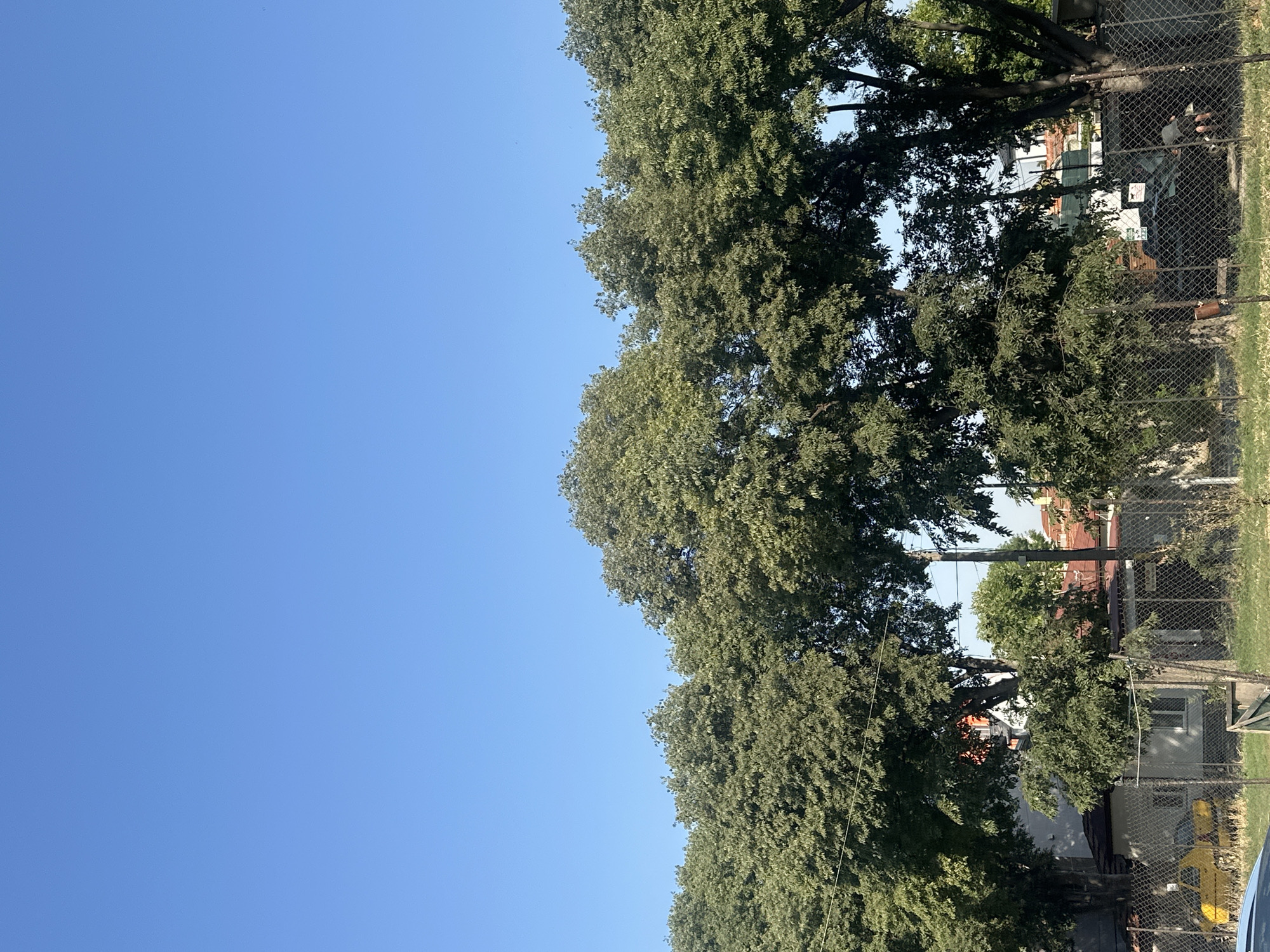 A row of leafy green trees forms a dense canopy against a clear blue sky. Below the trees, a chain-link fence runs horizontally across the frame. Behind the fence, a small, light-colored building with a dark roof is visible, with a yellow vehicle parked to its left. Further back, more buildings with red roofs and white walls can be seen interspersed with more trees. To the right, a darker vehicle is parked, and a person is partially visible near it. The ground in the foreground is covered with dry grass. The scene suggests an outdoor urban or suburban environment under bright daylight.