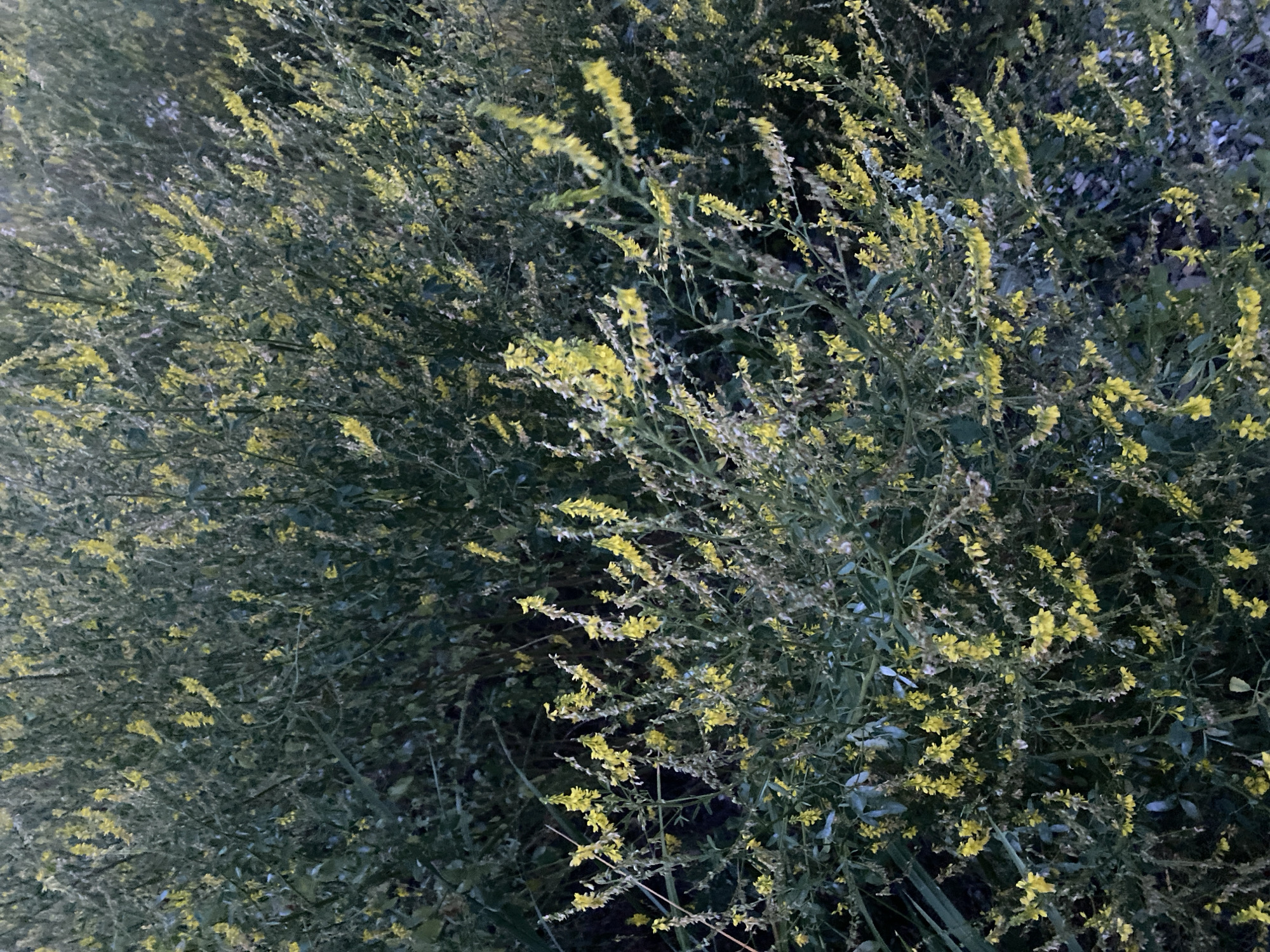 The image shows a dense cluster of yellow wildflowers, possibly melilot, with a dark green leafy background. The flowers are small and grow in elongated clusters along thin stems. The overall lighting suggests it is either early morning or late evening. There are no people or man-made objects visible in the image. The scene appears to be a natural or semi-natural area, such as a roadside verge, a field, or a park within or on the outskirts of the city of Korsakov, Russia, given the context of the prompt. The vegetation is lush and appears healthy. The ground beneath the plants is not clearly visible but seems to be a mix of soil and possibly gravel or small stones.