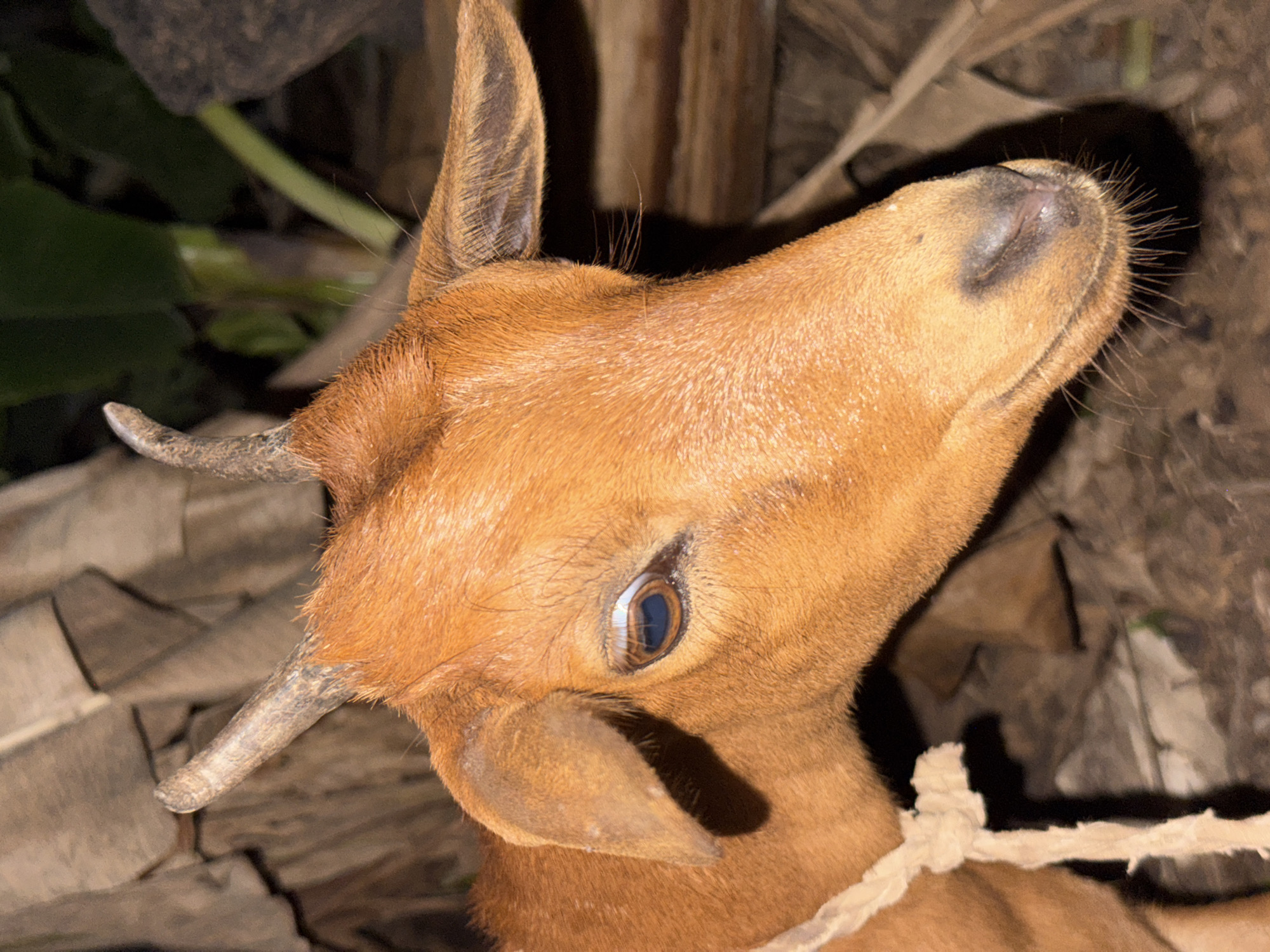The image shows a brown duiker, possibly a Maxwell's duiker, with small horns and a rope around its neck. The duiker is looking upwards. The background consists of natural elements such as leaves and branches. The location is identified as Nsirimo, Nigeria.