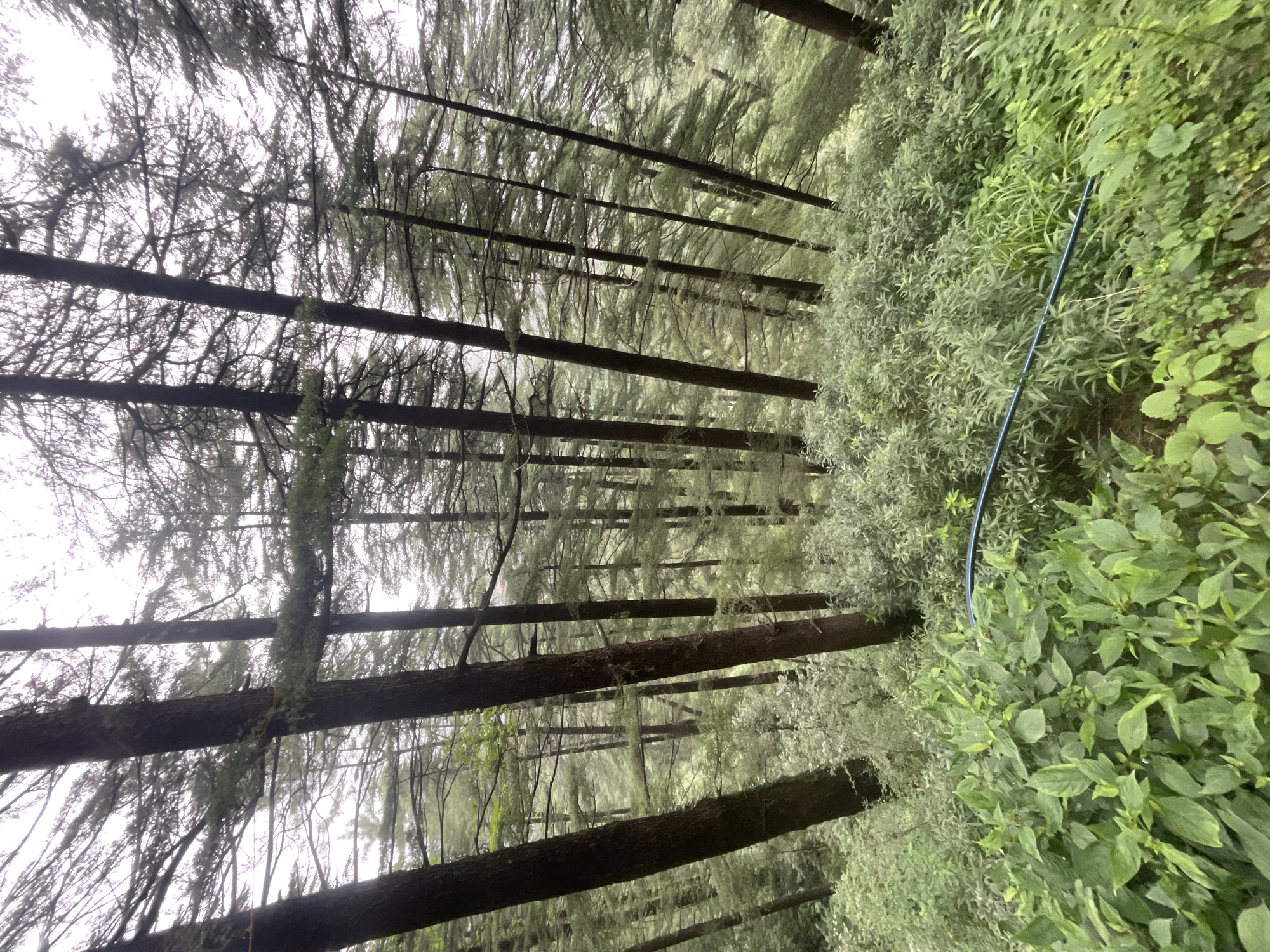 The image depicts a dense forest with tall, slender pine trees and lush green undergrowth, typical of the upper Himalayan regions. The canopy is thick, allowing only diffused light to filter through, creating a somewhat muted and misty atmosphere. The ground is covered in a variety of plants, including leafy bushes and grasses. A thin, dark blue hose is visible snaking through the undergrowth in the foreground. The scene suggests a natural, undeveloped area, likely a hiking trail or a secluded part of the forest. The location in Dharamkot, India, known for its serene and verdant environment, aligns with the visual elements presented in the photograph. There are no people or animals visible in the image.