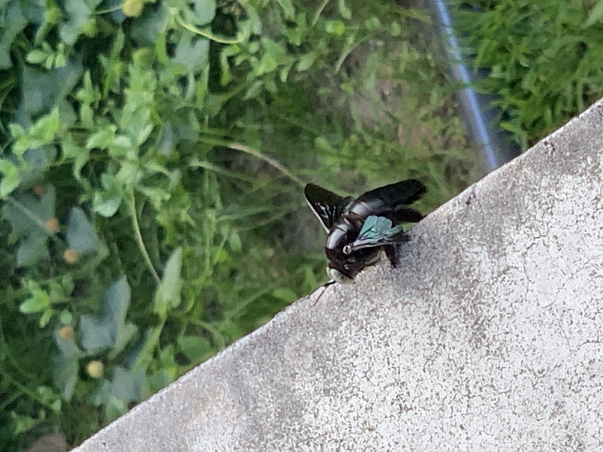An iridescent blue-winged insect, likely a Carpenter Bee, is perched on the edge of a textured gray surface, possibly a concrete ledge. The insect faces right, its antennae extended forward. Its body is dark, with contrasting metallic blue wings that are partially folded. Behind the ledge, lush green foliage forms the background, with hints of small, yellow, spherical objects scattered within the leaves, suggesting the presence of flowers or fruits. The scene appears to be outdoors, in a natural or semi-natural setting within the city of Ban Rakh, Thailand, given the context.
