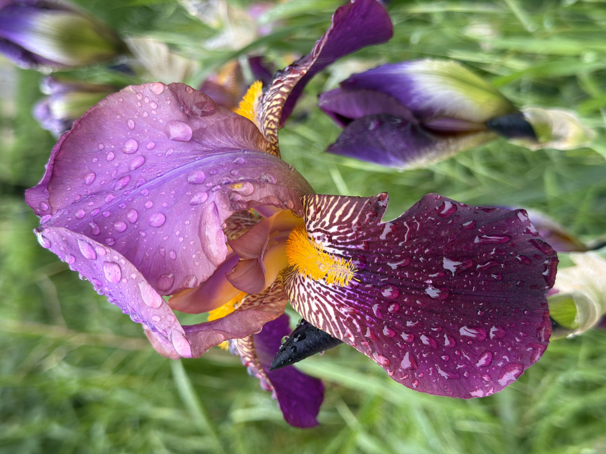 A high-angle close-up shows a purple iris flower with water droplets on its petals, surrounded by green grass and unopened iris buds. The scene suggests an outdoor setting in a garden or natural area. The location is specified as the city of Beryozovy, Russia, although this is based on external knowledge as the image itself provides no explicit clues. There are no people visible, and the primary subject is the iris flower. The interaction is between the flower and its environment, specifically the water droplets on the petals. The environment is primarily green with grass and the other plant elements.