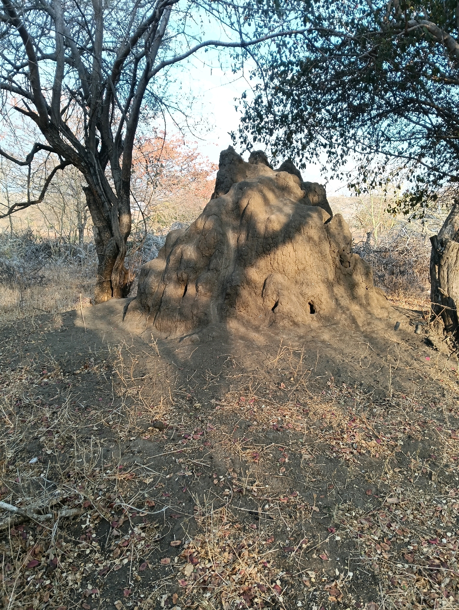 A large, brown termite mound stands prominently in a dry, grassy clearing in Mutitu/Kaliku ward, Kenya. The mound is textured and irregular, with several small openings visible on its surface. Two trees, one with bare branches and another with a fuller canopy, flank the mound, casting shadows across the landscape. The ground is covered in dry leaves, twigs, and sparse grass, indicating an arid environment. The sky is a pale blue, with some light clouds visible. The scene appears to be captured in natural daylight, likely during the late afternoon or early morning due to the long shadows. There are no people or animals visible in the image.
