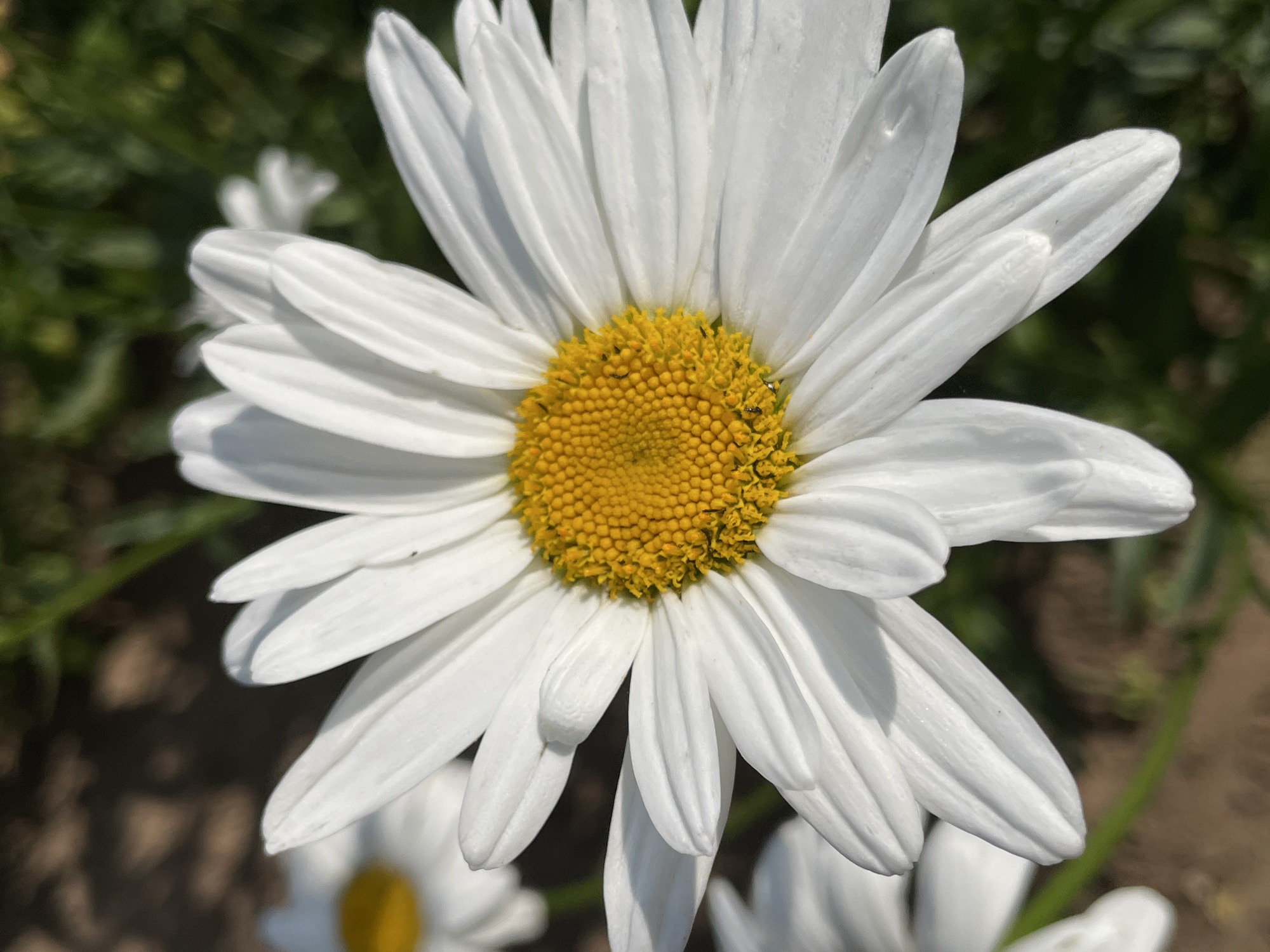 A close-up, upward-angled, outdoor, daylight shot of a daisy flower in Дресвяново, Russia. The daisy has white petals radiating from a yellow, textured center. The background consists of blurred green foliage and brown earth. A portion of another white daisy is visible to the left, also out of focus. The sun illuminates the petals, casting subtle shadows.