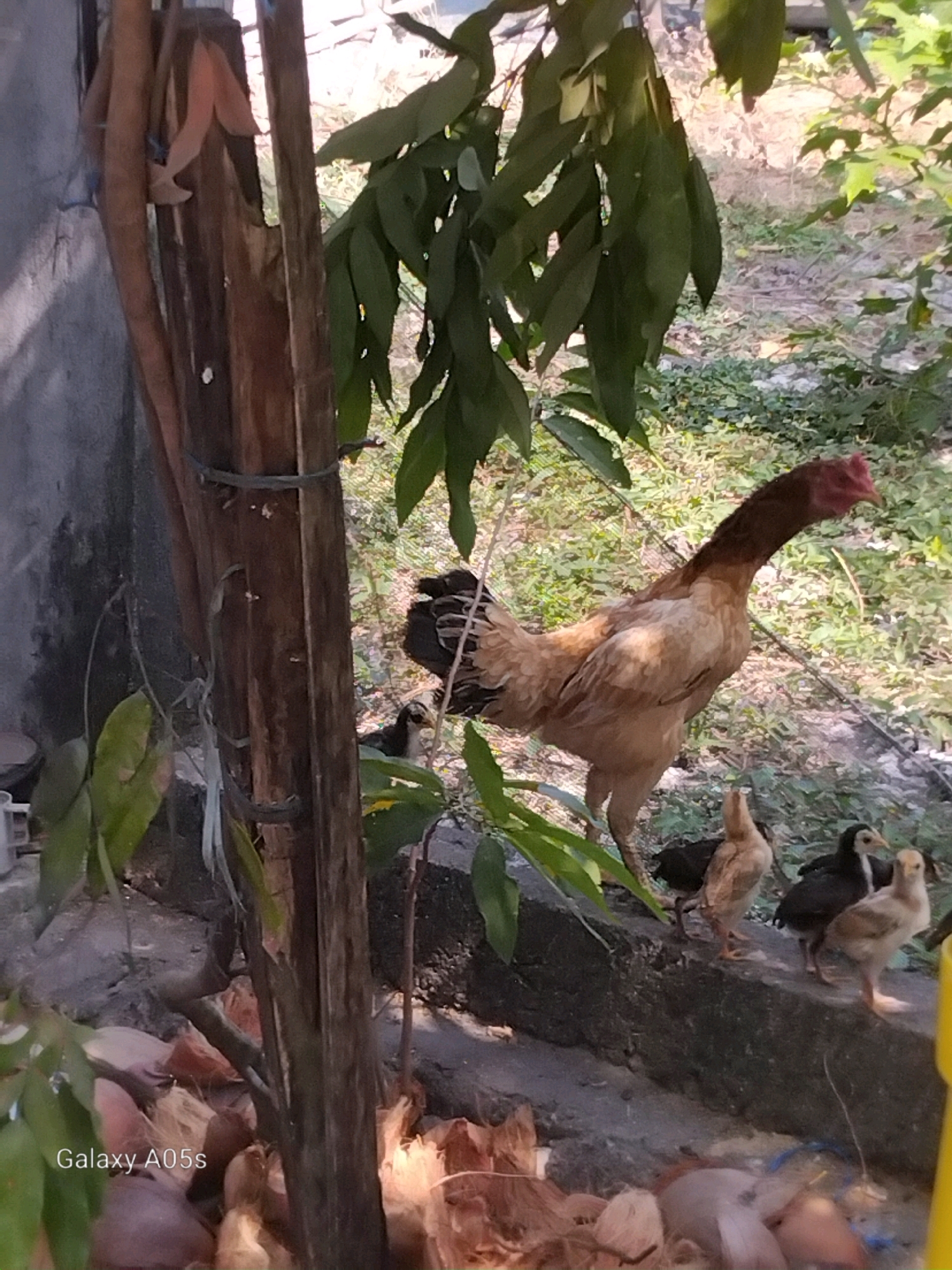 A rooster stands on a concrete ledge, looking to the right. It is mostly light brown with some darker feathers. Several chicks are around the rooster, with two visible in front and one to the left. The chicks are brown and black. Behind them, lush green foliage and dry ground are visible. In the foreground, a wooden post with twine wrapped around it is to the left of the rooster. The image is a photograph of a yard in Karangayung, Indonesia.
