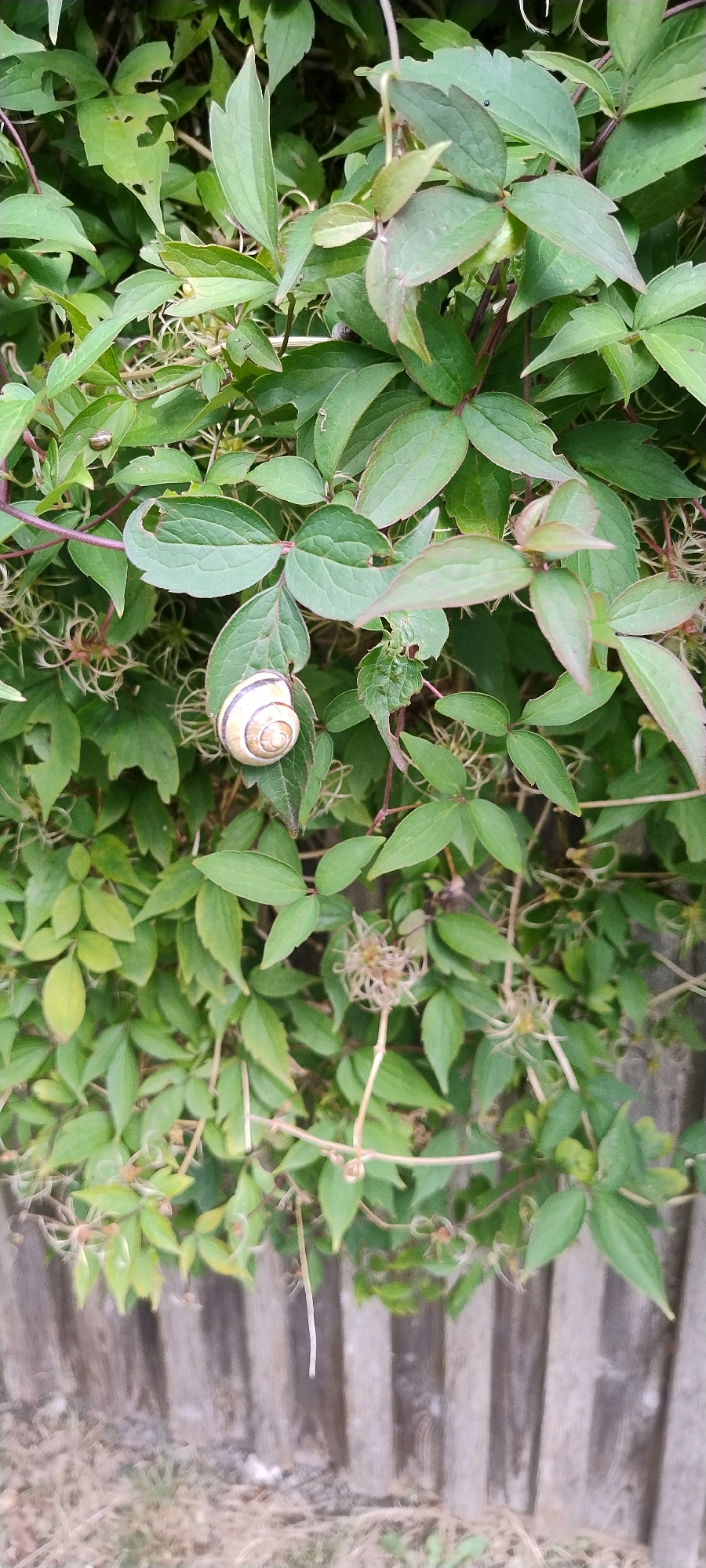 A snail with a brown and white striped shell is perched on a green leaf of a plant. The plant has many green leaves and some dried seed heads. In the background, a weathered wooden fence is visible. The image appears to be taken outdoors, possibly in a garden in Ishøj, Denmark.