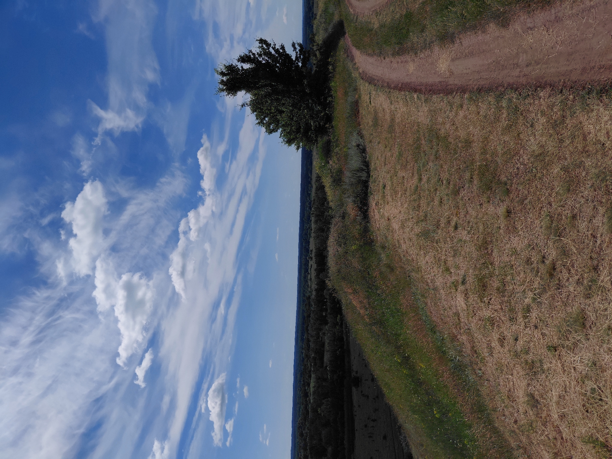A dirt road curves along the crest of a grassy hill under a bright blue sky with scattered white clouds. To the left of the road, the hill slopes down to a dark, forested valley that stretches to the horizon. A lone, leafy tree stands on the hilltop to the right of the road. The foreground is dominated by dry, golden grass with scattered green tufts.