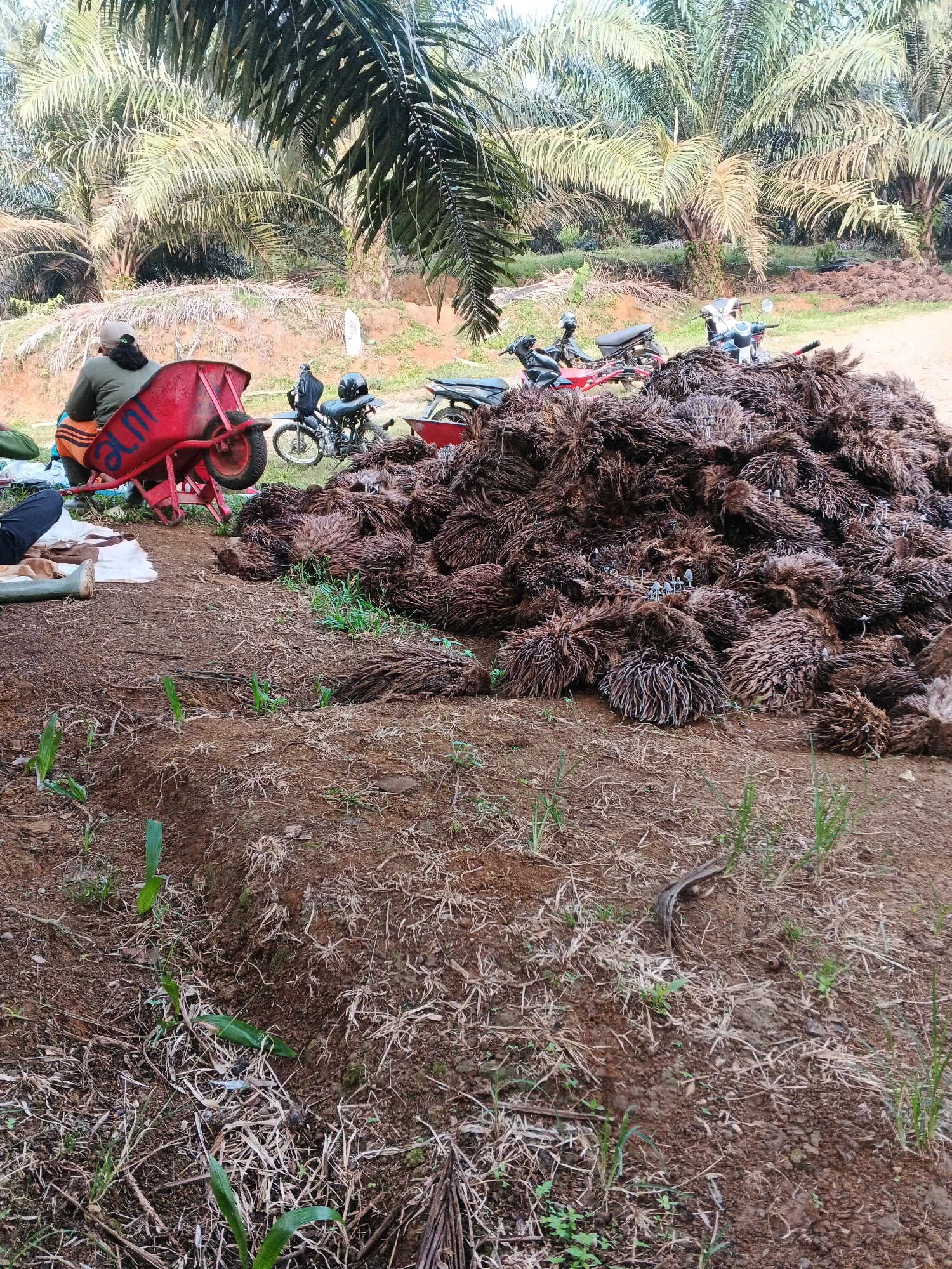 In a palm oil plantation in Batu Ejung, Indonesia, a large pile of harvested palm oil fruit bunches lies on the ground. In the foreground, a person is seated on a red wheelbarrow, facing away from the camera. Next to the wheelbarrow, two motorcycles are parked, and another motorcycle is visible further in the background. The environment is characterized by the presence of numerous palm trees, with their fronds creating a dappled light effect on the ground. The ground itself is a mix of soil, dry leaves, and some patches of green grass. A snake is visible on the ground to the right of the frame.