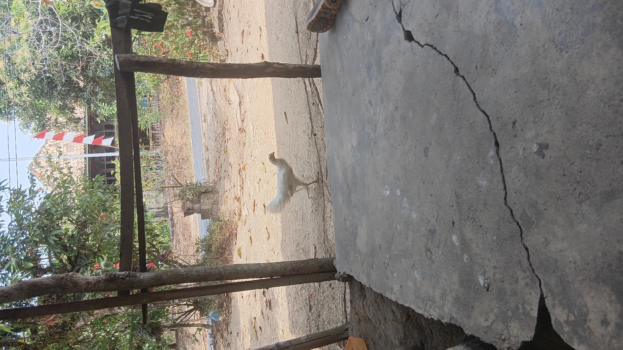 The image depicts an outdoor scene, likely in Prabumulih, Indonesia, characterized by its rustic and natural setting. In the foreground, a cracked concrete slab occupies a significant portion of the frame, suggesting an aging or weathered structure. To the left of the slab, partially visible, is a yellow plastic container.
The mid-ground reveals a sandy ground with scattered dry leaves. A white chicken is captured in motion, walking from left to right, its body slightly angled and its tail feathers fanned out. Behind the chicken, a fine mesh netting is stretched between wooden posts, forming a boundary or enclosure.
The background is lush with greenery, indicating the presence of trees and vegetation. A traditional Indonesian flag, consisting of red and white horizontal stripes, is prominently displayed on a pole, attached to a building with a tiled roof visible through the foliage. The building appears to be a house or a similar dwelling. Wooden posts are visible throughout the scene, supporting the structure and the netting. The overall atmosphere is tranquil and indicative of a rural or semi-rural environment within the city of Prabumulih.