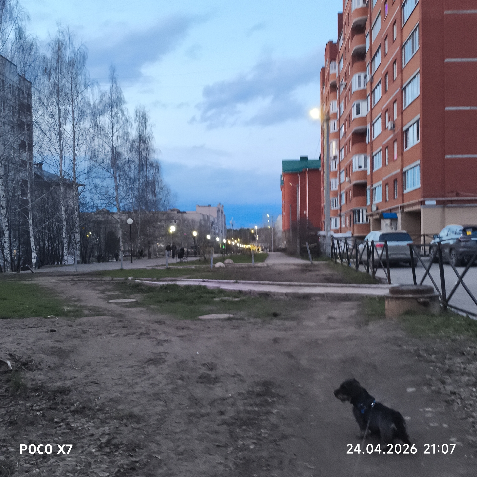 This image captures an urban residential scene in Chaikovsky, Russia, at dusk. The foreground features a dirt path with patches of sparse grass, leading into the middle ground where paved walkways and illuminated streetlights are visible.
In the lower right foreground, a small, dark-haired dog with a blue harness is seen walking. To the left, a line of bare birch trees with slender, light-colored trunks stands against the twilight sky. Multi-story residential buildings dominate the scene, with a prominent red-brick building on the right featuring numerous windows and balconies. Other lighter-colored buildings are visible further in the background.
Several indistinct human figures can be seen walking along the illuminated paths in the mid-ground. Parked cars are visible near the red-brick building, behind a black metal fence that runs along the right side of the frame. The sky is a soft blue-grey with scattered clouds, characteristic of evening twilight.
The activity depicted is a casual evening stroll, with a dog being walked and people moving along the paths.
Notable details include the time of day, confirmed by the timestamp as 21:07, with the illuminated streetlights and the sky color indicating evening. The bare birch trees suggest late winter or early spring. The visible text "POCO X7" is in the bottom left corner, and "24.04.2026 21:07" is in the bottom right, providing the device and capture time. The scene conveys a calm, everyday urban atmosphere.