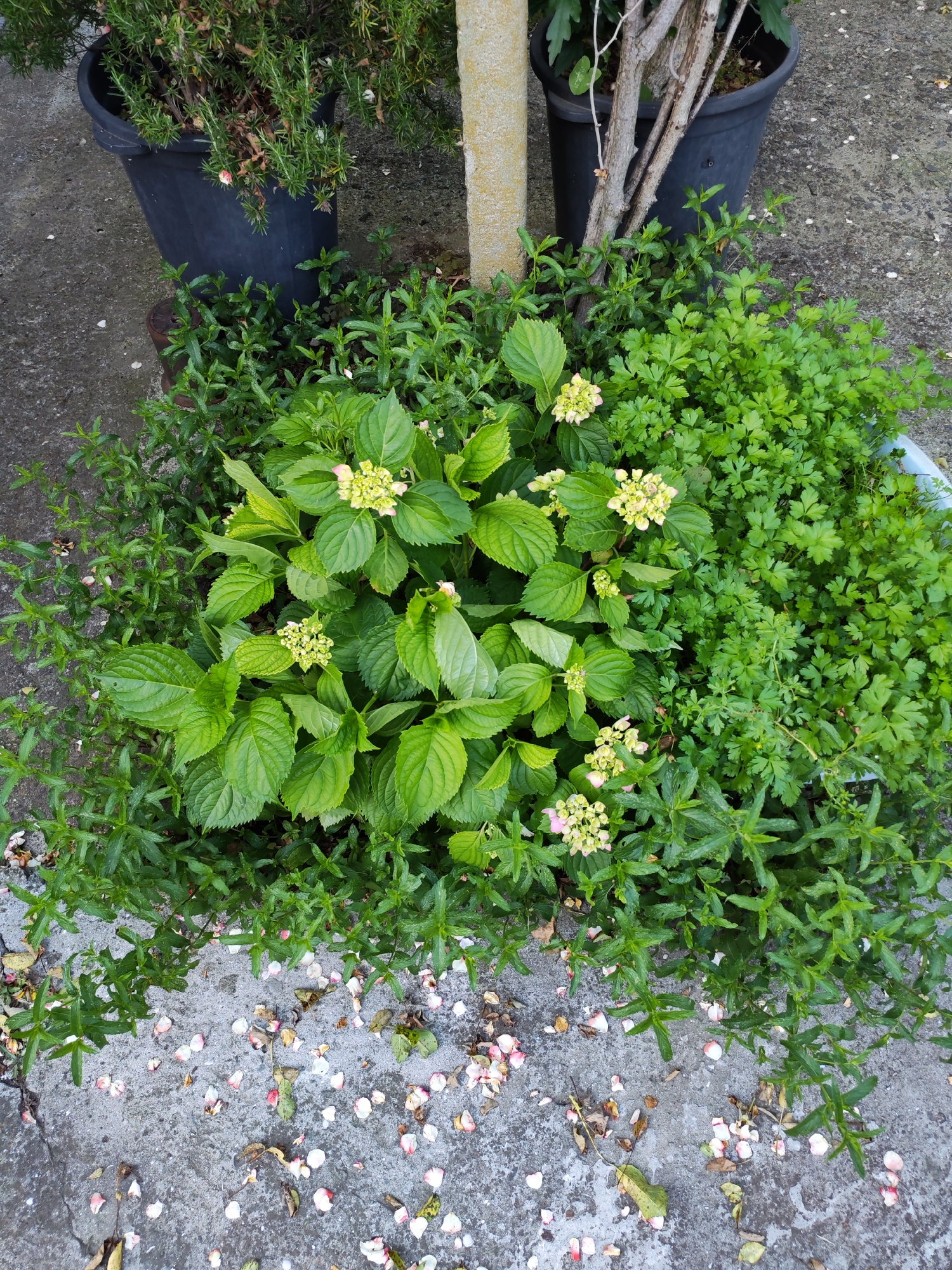The image depicts an outdoor ground-level scene in Marinka, Bulgaria, featuring a diverse arrangement of vegetation on and around a concrete surface. In the foreground and center, a vibrant green plant, identifiable as a Hydrangea, displays large, ovate leaves and multiple clusters of pale pink and cream-colored flower buds. To the immediate left and partially surrounding the Hydrangea, a dense growth of green, narrow-leafed ground cover, consistent with a mint variety, spreads across the concrete and into the soil.
To the right of the Hydrangea, within a light blue, partially visible container, is a voluminous clump of parsley characterized by its frilly, bright green leaves. The concrete ground in the lower portion of the image is light gray, showing signs of wear and minor cracks, and is sparsely covered with scattered pink and white floral petals, along with a few dried, yellowish leaves.
In the background, two dark, tapered plastic pots are visible. The pot on the left contains a plant with slender, needle-like green foliage, some exhibiting browning, consistent with rosemary. The pot on the right holds a larger, more mature plant with visible woody branches and larger, dark green leaves. Between these two pots and slightly behind the central Hydrangea, a vertical light-colored, possibly concrete or stone, pillar or post stands. No people or active interactions are present in the scene. The lighting suggests an overcast day or a shaded area.