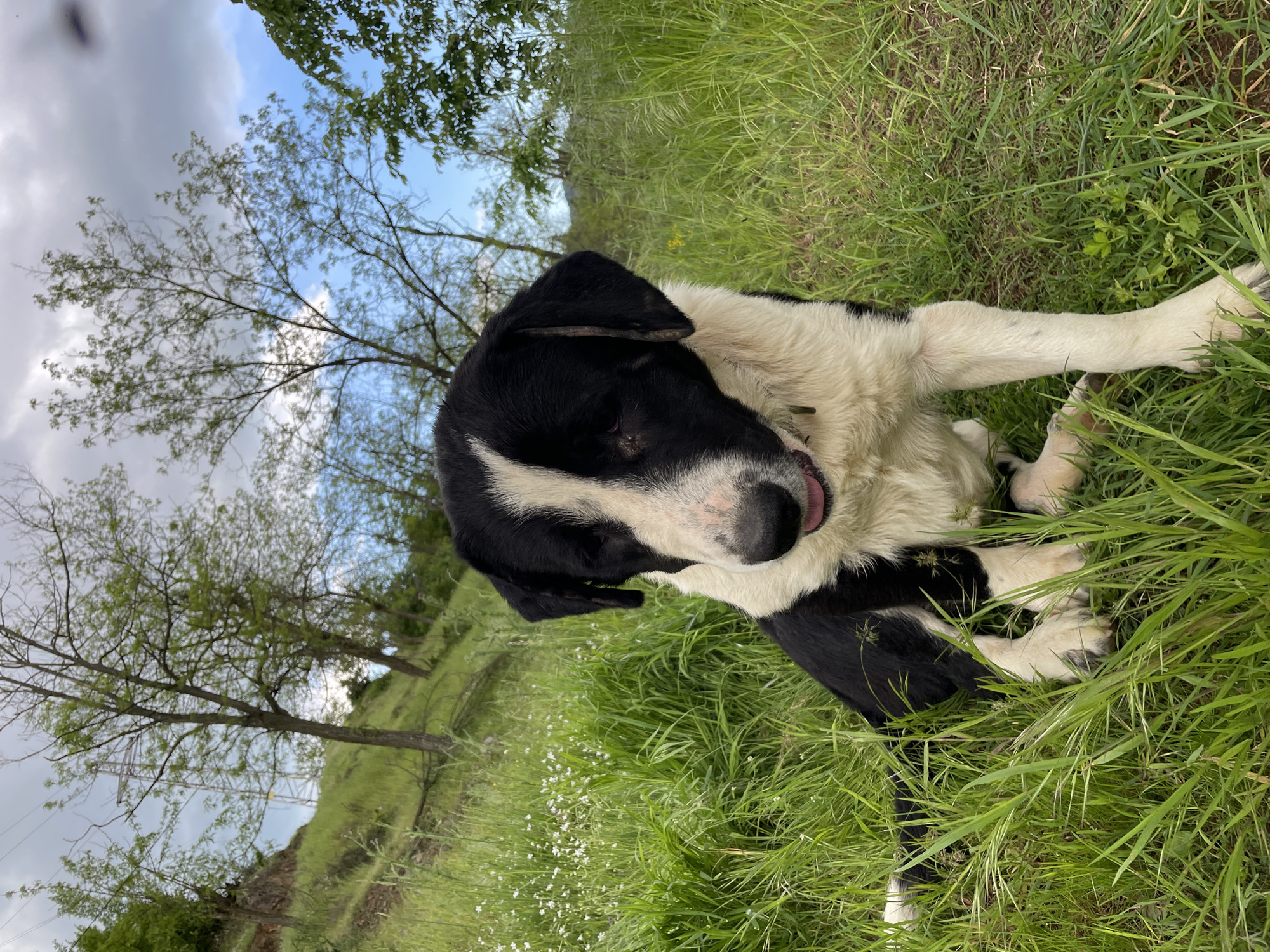 A black and white dog lies in green grass on a hillside. The dog is facing the viewer. The hillside is grassy with scattered small white flowers. There are trees in the background, and a cloudy sky is visible above the trees. The location is Zlatograd, Bulgaria.