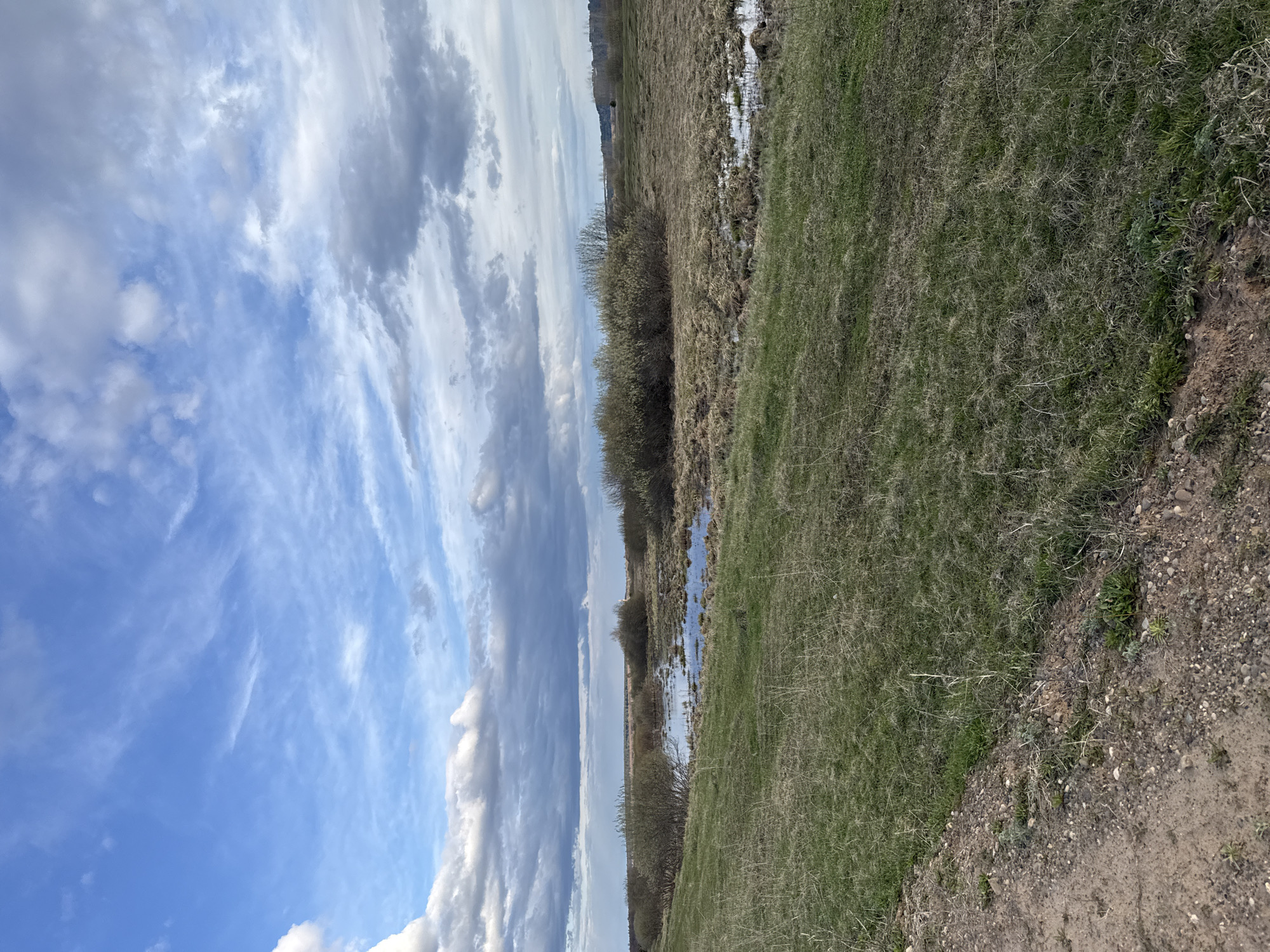The image depicts a landscape in Шолья, Russia. The sky is partially cloudy with a mix of white and gray clouds against a blue backdrop. A field is visible, with a distinct area of green grass merging into drier vegetation. A line of shrubs or small trees runs through the middle of the field. Patches of standing water are present, reflecting the sky. In the foreground, there is a dirt path or road.