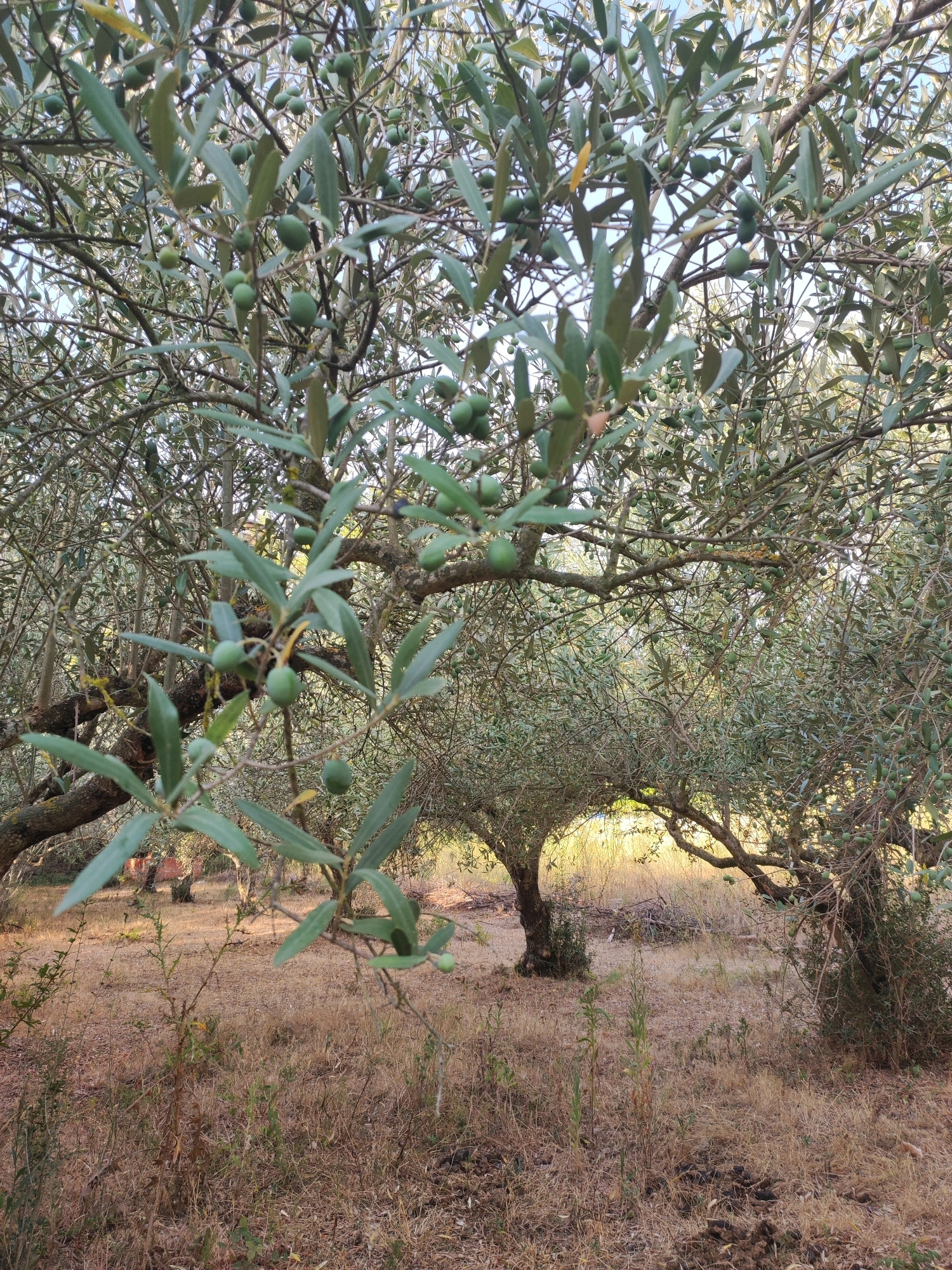 The image depicts an outdoor scene of olive trees with ripening olives, likely in an agricultural setting. The foreground features a close-up view of olive branches laden with green olives, with their leaves in focus. In the mid-ground and background, more olive trees are visible, forming an orchard. The ground is covered in dry, light brown grass and some scattered debris. The lighting suggests it is daytime, with sunlight filtering through the branches, creating dappled patterns. The environment appears arid and rural. This scene is consistent with the landscape found in the municipality of Suera, within the province of Castellón, Spain, known for its olive cultivation. No people or specific actions are observed.