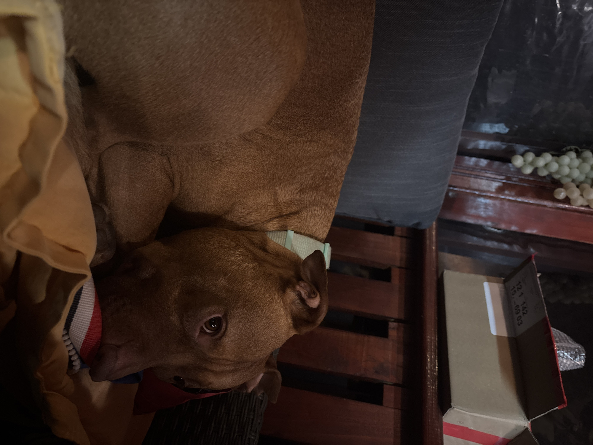 A brown dog with a light green collar is laying on a wooden surface next to a gray cushion. To the left of the dog is a yellow garment with a red, white, and blue stripe. A cardboard box with visible text "121 142" and "45...69.03" is to the right. Artificial white grapes are visible behind the cushion. The location in Lom, Bulgaria cannot be determined from this image.