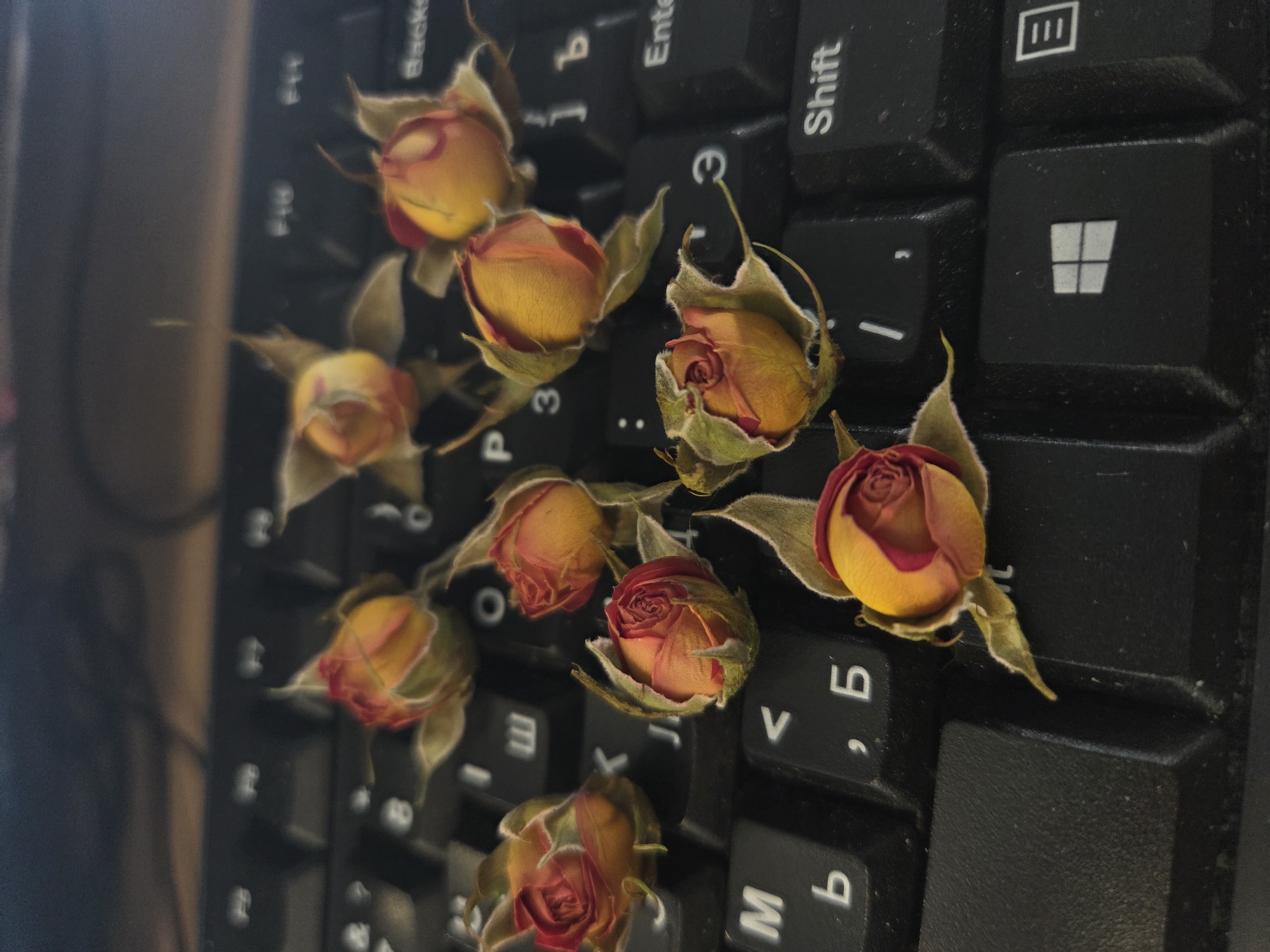 The image shows a close-up of a black computer keyboard with several dried rosebuds scattered across the keys. The rosebuds are small, with red and yellow petals. They are placed randomly on the keyboard, covering various keys. The keyboard is standard, with recognizable keys such as "Shift" and the Windows logo. The keys have Russian lettering in addition to English. The scene appears to be indoors.