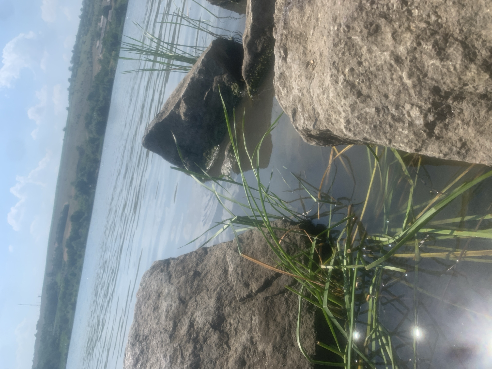 This image depicts a close-up, slightly tilted view of large rocks and tall grass at the edge of a body of water, likely a river or lake. The water surface is calm, with gentle ripples reflecting the sky. The grass, a vibrant green, grows in clumps among the rocks and extends into the water. Some of the grass blades are submerged, while others stand tall. The rocks are rough and grey, showing signs of weathering.
In the background, a distant, tree-lined embankment is visible across the water. The sky is a pale blue with scattered white clouds. The sun is shining, creating a bright glare and lens flare on the right side of the image, suggesting it is daytime. The overall mood is peaceful and natural. The scene is likely set in an outdoor, natural environment. No people or specific activities are visible. There is no visible text in the image.