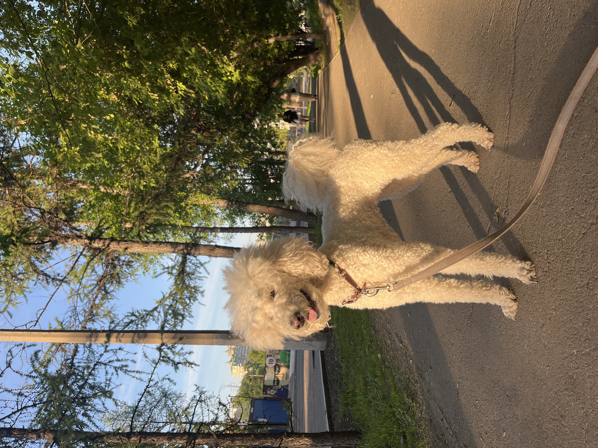 A fluffy, light-colored dog, likely a poodle or a similar curly-haired breed, is prominently featured in the foreground, lying on its stomach on a paved path. The dog faces the camera with a joyful expression, its mouth slightly open and tongue visible, suggesting contentment or light panting. A harness or collar is visible around its neck, with a leash extending towards the lower right of the frame. A small blue clip or bow is noticeable in the fur above its left eye.
The setting is an outdoor area, possibly a park or a wide pedestrian walkway adjacent to a street. Tall trees with green foliage, some coniferous and some deciduous, line the left side of the path, casting long, distinct shadows across the ground. These elongated shadows, including one that appears to be from a person (likely the photographer), indicate that the sun is low in the sky, consistent with late afternoon or early evening. The lighting is warm and golden.
In the mid-ground, further down the path, two blurry human figures can be seen walking away from the camera. The background reveals an urban or suburban landscape with multi-story buildings, a street with what appear to be parked vehicles, and utility poles under a clear blue sky.
On a sign or object in the background, near a blue container, the number "10" is faintly visible among other indistinct characters. The overall atmosphere is peaceful and sunlit. The location context for this scene is Krasnoyarsk, Russia.