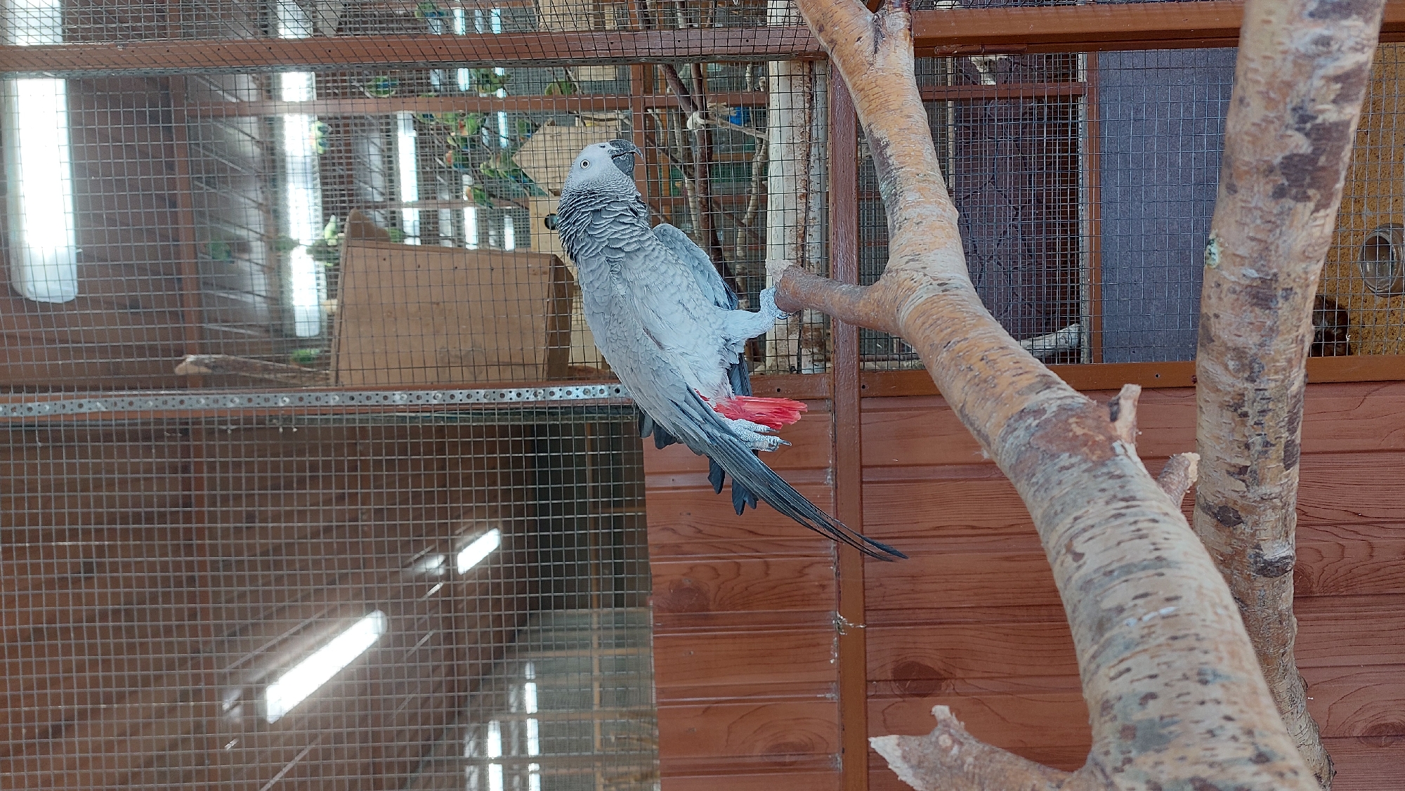 An African grey parrot with red tail feathers is perched on a thick, rough tree branch inside a large aviary. The aviary has a wire mesh enclosure and wooden paneling. In the background, other birds can be seen, along with lighting fixtures on the ceiling. The parrot is facing to the right and appears to be looking at something out of frame.