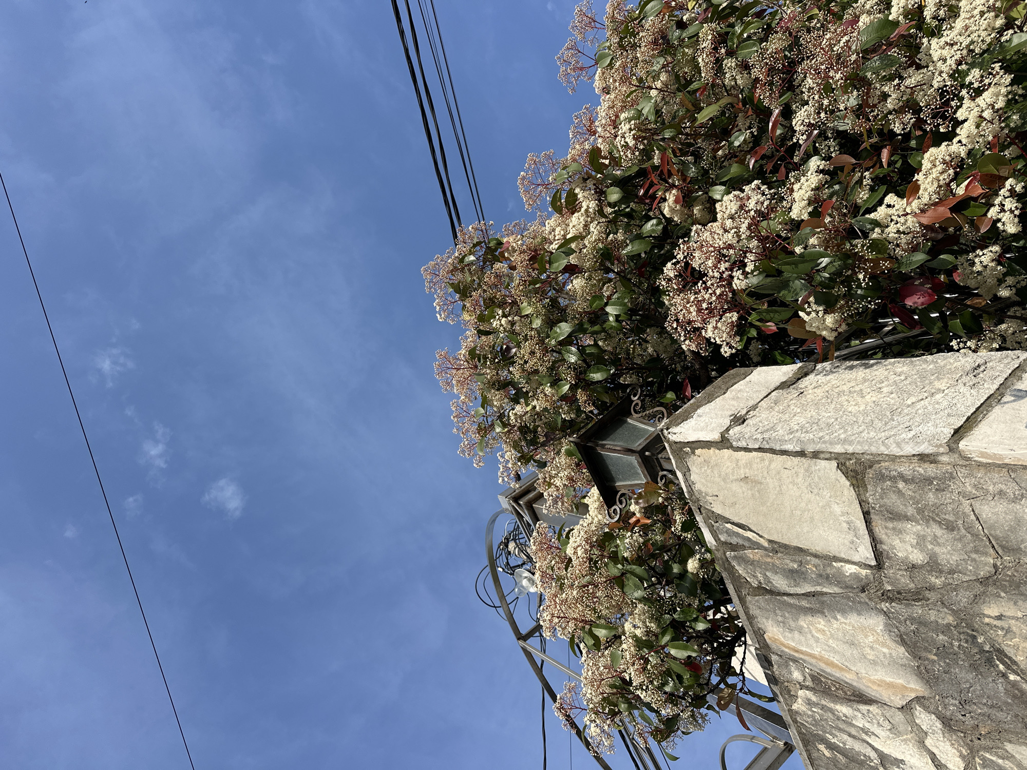 The image is taken from a low angle, looking up at a section of a stone wall topped with a plant featuring clusters of white flowers and green and red leaves. To the left of the wall, there are electrical wires against a blue sky with sparse clouds. A black metal lamp fixture is attached to the wall and partially obscured by the plant. The location appears to be outdoors, potentially a street or garden in Šušanj, Montenegro, based on the architecture and vegetation. There are no people visible. The focus is on the natural and built environment.
