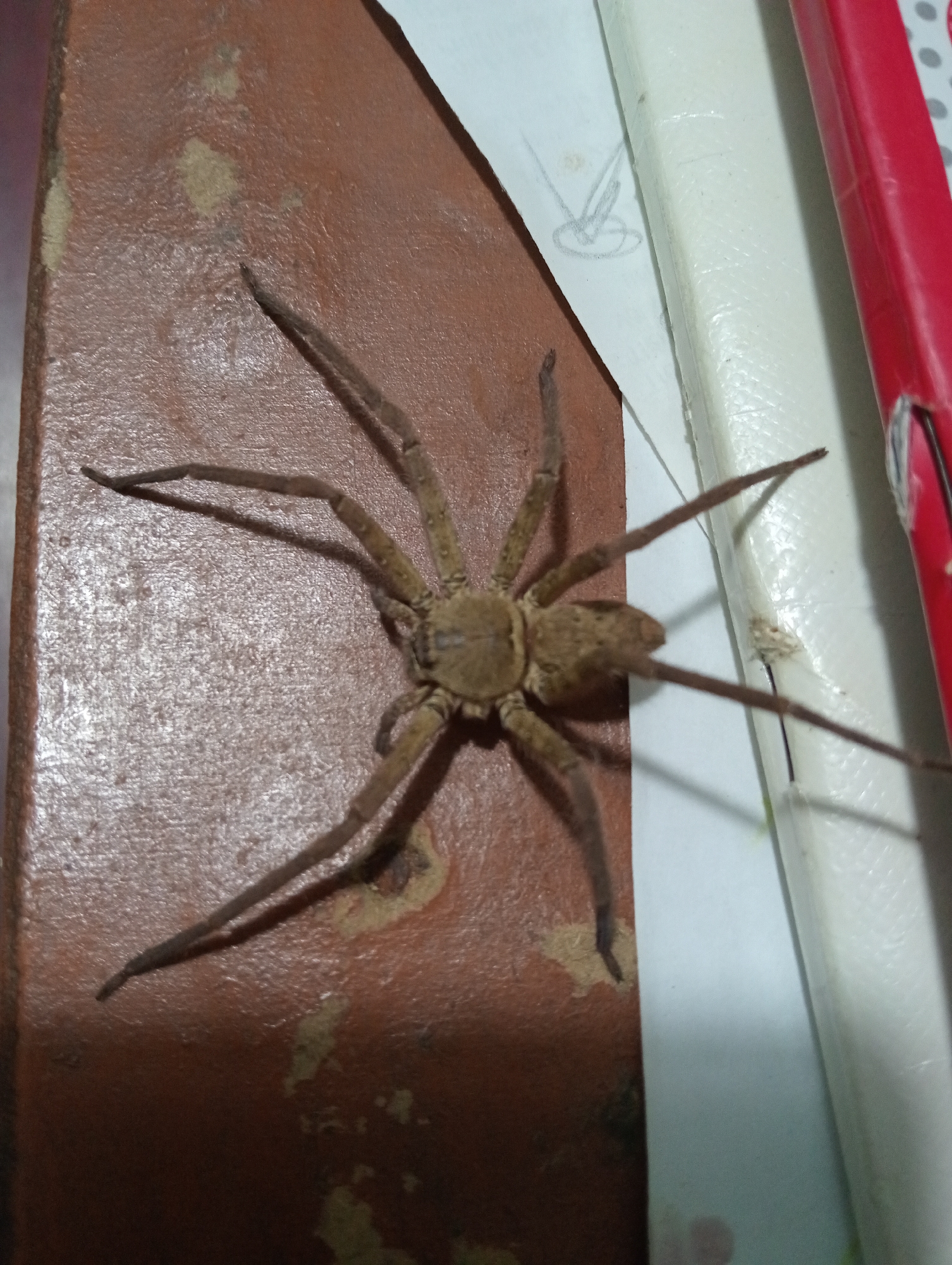 A close-up shot shows a large, light-brown spider with long, spindly legs resting on a reddish-brown, textured surface. The spider's body is positioned near a white, possibly plastic, edge. Adjacent to the white edge, there is a partially visible red object. The spider's legs extend in various directions, creating distinct shadows on the textured surface. A piece of paper with faint pencil markings is also visible in the background.