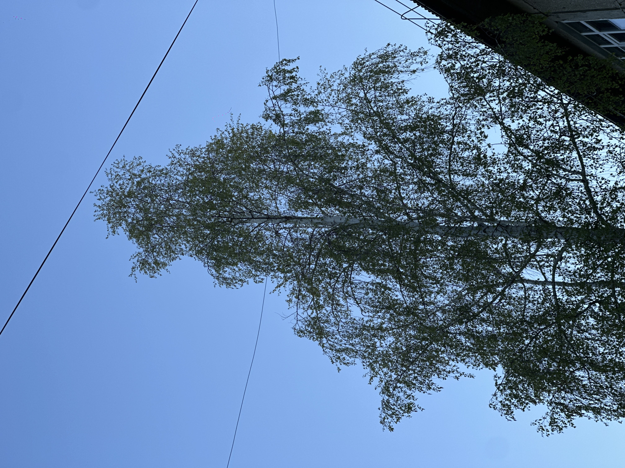 An upward-angled outdoor shot reveals a tall birch tree against a clear, light blue sky. Thin black wires run diagonally across the upper-left quadrant of the frame. Part of a building is visible in the upper-right corner, its exterior covered with climbing plants and a white-framed window. The tree has green leaves and a white trunk and branches. This scene appears to be located in Sayansk, Russia.