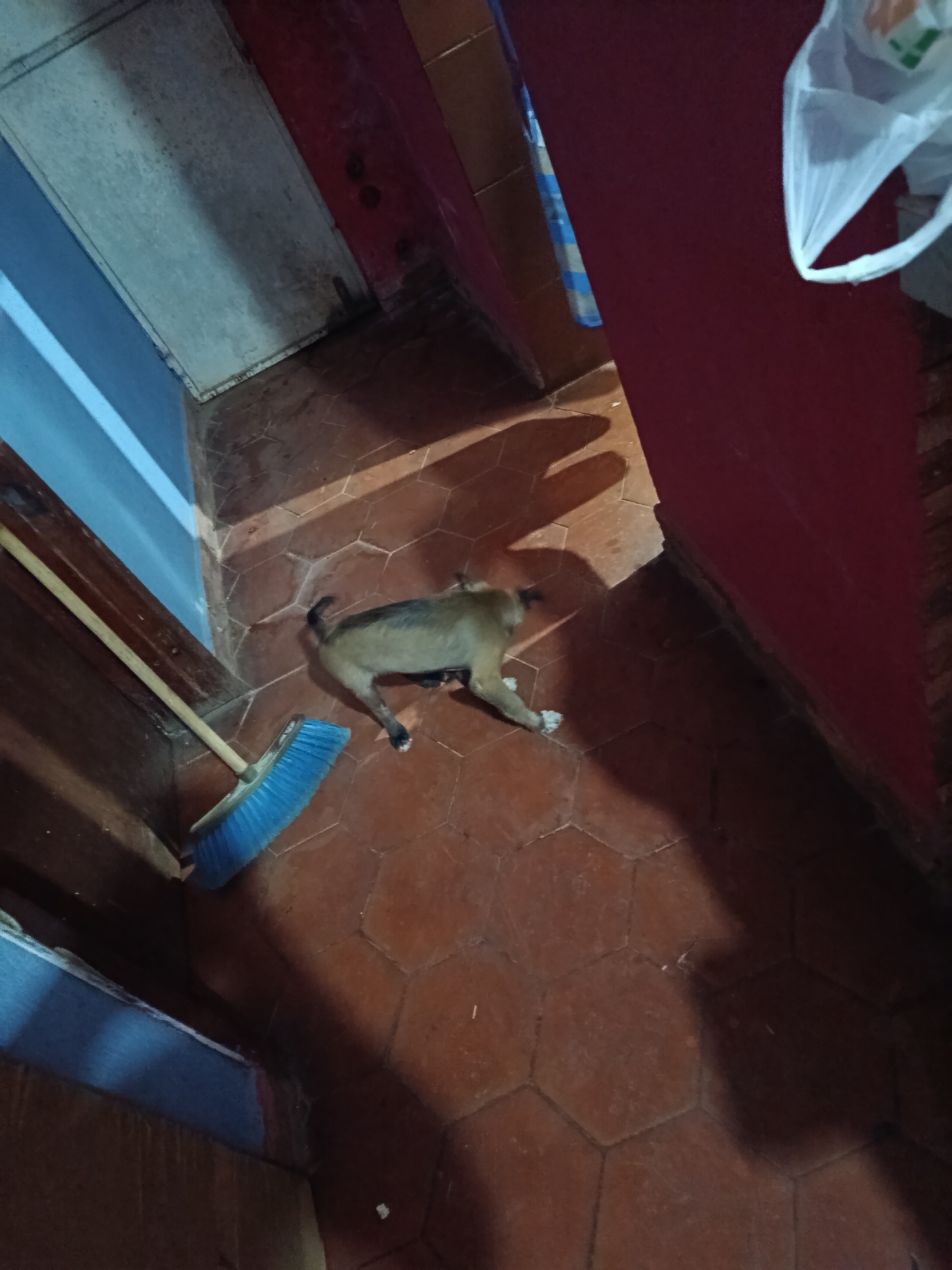 A high-angle, slightly distorted photograph shows a tan and black dog in a room, apparently resting or sleeping on a floor covered in hexagonal brown tiles. The dog has a short tail, and its legs are tucked under its body. A blue broom leans against the wall in the lower left corner. The walls are painted in different colors: blue on the left, and a deep red on the right. A white plastic bag hangs in the upper right corner. The location is in a room within the city of Juan Griego, Venezuela.