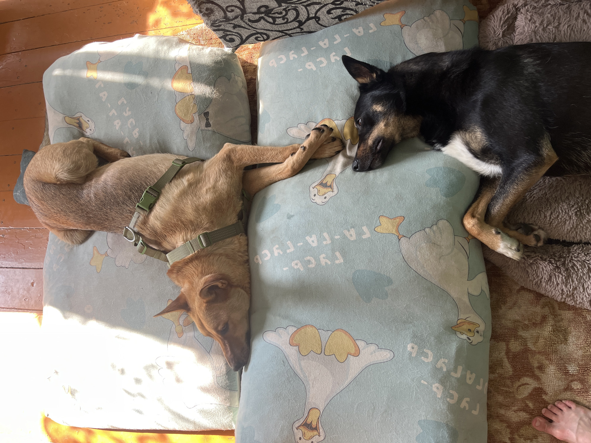Two dogs are lying on dog beds on a wooden floor. The dog on the left is a lighter brown color and is wearing a green collar and harness. It is lying on its back with its paws extended, one of which is touching the paw of the other dog. The dog on the right is black and brown with some white markings. It is lying on its side, with its head resting on the dog bed. Both dogs appear to be resting or sleeping. The dog beds have a light blue pattern of cartoon geese. Sunlight is streaming in from the left, casting shadows on the floor and the dog bed on the left. The scene appears to be indoors, likely in a home, given the wooden floor and the presence of dog beds. The text on the dog bed reads "ГУСЬ-ГА-ГА-ГУСЬ" which translates from Russian to "GOOSE-QUACK-QUACK-GOOSE". The overall mood is peaceful and relaxed.