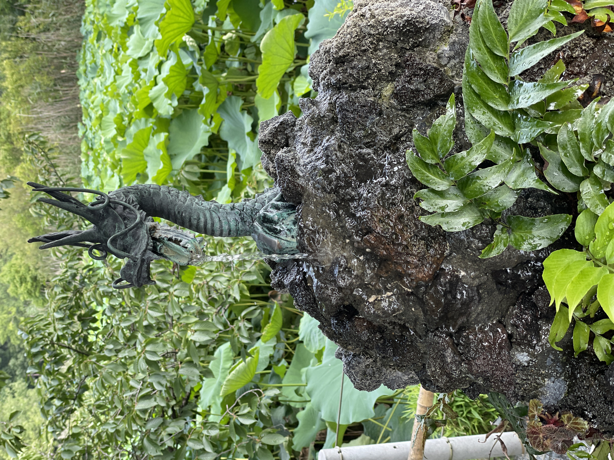 The image shows a close-up of a bronze dragon fountain situated on a dark, rocky mound. Water streams from the dragon's open mouth, cascading down the rocks. Lush green foliage, including large, round lotus leaves and ferns, surrounds the fountain. In the background, a dense arrangement of bamboo stalks and other green trees suggests a natural, serene setting. The lighting is natural, with soft light illuminating the scene. The overall impression is one of a tranquil, possibly garden or park-like environment. The location is identified as Taito, Japan, suggesting this is a cultural or natural landmark within the city.