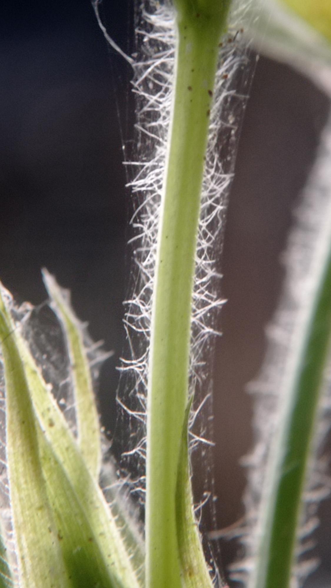 A close-up, macro photograph captures the stem of a plant covered in fine, white, hair-like structures, possibly trichomes or a spider's web. The stem is green and vertical, with some small brown spots visible. To the left of the main stem, other green plant parts, likely leaves or other stems, are also visible, partially covered in the same fuzzy material. The background is dark and out of focus, with a soft shadow cast to the right of the main stem. The image was taken in Mulyoagung, Indonesia.