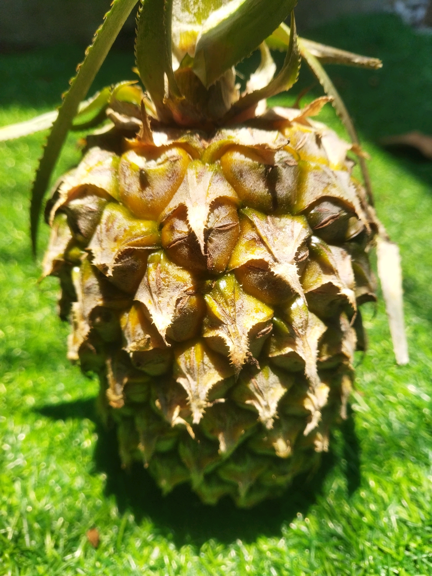 An unripe pineapple rests on a surface of vibrant green grass, casting a dark shadow to its left. The pineapple, with its rough, spiky exterior, displays a mix of green and brown hues, with some parts appearing slightly yellow. Its leaves, long and pointed, arch outwards, with one leaf extending towards the left of the frame. The background is a blur of green, indicating an outdoor setting. There are no people or animals visible in the image. The scene is set outdoors, in a natural environment.