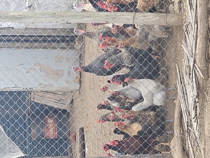 This image depicts an outdoor poultry enclosure located in Oumazza, Morocco. The scene is viewed through a wire mesh fence, which occupies the foreground and extends across the frame. The ground within the enclosure is exposed dirt, scattered with various wooden sticks and debris.
Within the enclosure, a diverse collection of poultry is present. Dominating the middle-right are at least three dark-feathered turkeys, identifiable by their prominent red and pink heads and necks. A fourth, lighter-feathered turkey is partially visible to the far right. Numerous chickens of varying plumages populate the enclosure, including dark brown, black, white, and speckled individuals, many displaying red combs and wattles. Several smaller, juvenile chickens are also intermingled among the adult birds. The poultry are primarily standing or moving across the dirt ground.
In the background, behind the fence and poultry, a light-colored structure with visibly peeling paint or plaster is present. To the left of this structure, a dark, vertical wooden door or opening is visible. Further left and behind the fence, a red cylindrical barrel with the word "EXACO" printed on its side is discernible. No human subjects are visible within the frame.
