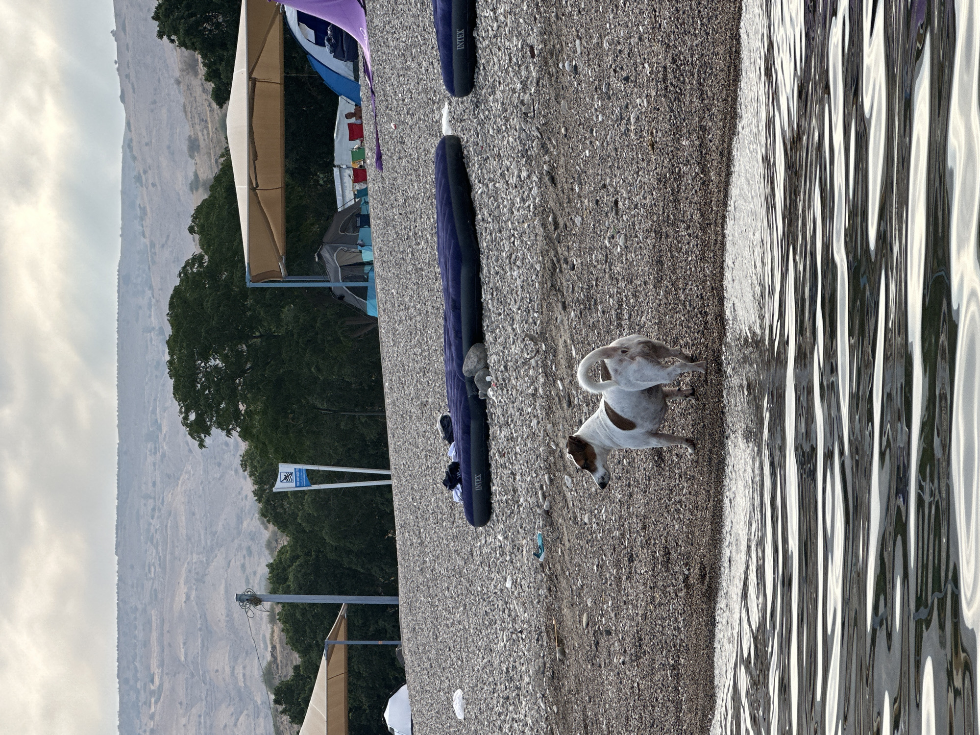 The image depicts a tranquil scene at a campsite on a pebbly shore in the Emek HaYarden Regional Council, Israel. In the foreground, the rippling surface of a body of water reflects the overcast sky. A small, white and brown dog stands on the shoreline, looking to the left. Behind the dog, several dark blue inflatable mattresses are laid out on the pebbles, some with clothing placed on them. Further back, tents of various colors are pitched, including a large grey and blue tent and a purple tent. Two tan canopy structures provide shade over parts of the campsite. In the background, a sign with blue and white markings stands near a utility pole. Beyond the campsite, a line of lush green trees borders a rugged, arid landscape with rolling hills under a cloudy sky. The overall atmosphere is one of a peaceful, outdoor retreat.