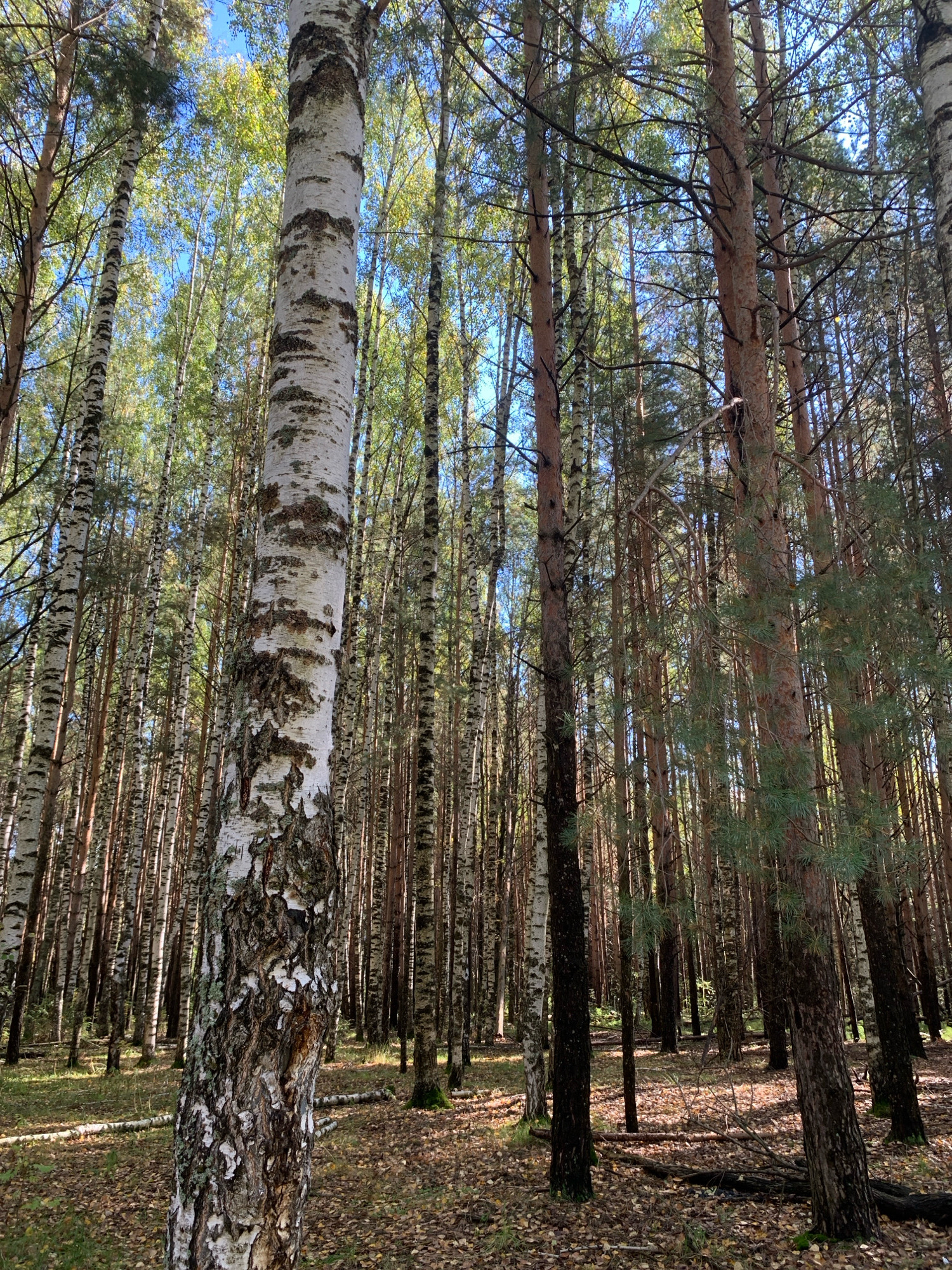 The image captures a dense forest scene with a prominent birch tree in the foreground. The birch, with its characteristic white bark and dark markings, is positioned slightly off-center to the left. Behind it, a thicket of various trees, including pines and more birches, stretches into the distance, creating a layered effect. The forest floor is covered in fallen leaves, suggesting an autumn or late summer setting. Sunlight filters through the canopy, casting dappled shadows on the ground and illuminating parts of the trees. The sky, visible through the gaps in the leaves, appears blue with some light clouds. The overall impression is of a natural, undisturbed forest environment. This scene is located in the city of Chaikovsky, Russia.