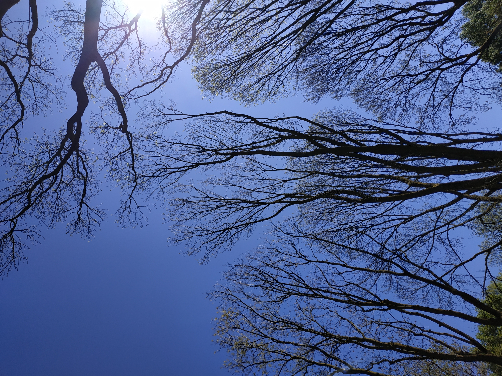 The image captures an upward perspective into the canopy of several trees against a clear, vibrant blue sky. Dark, intricate branches, mostly bare, crisscross the frame, forming complex patterns. Many branches show small, light green buds or nascent leaves, indicating the early stages of spring. The bright sun is visible in the upper left section, partially obscured by the branches, creating a strong glare and highlighting the foliage. The sky is consistently blue, suggesting a sunny and clear day. There are no people or discernible activities taking place. No visible text is present. The scene evokes the feeling of renewal and natural beauty in early spring, consistent with a park or natural area in Dortmund, Germany.