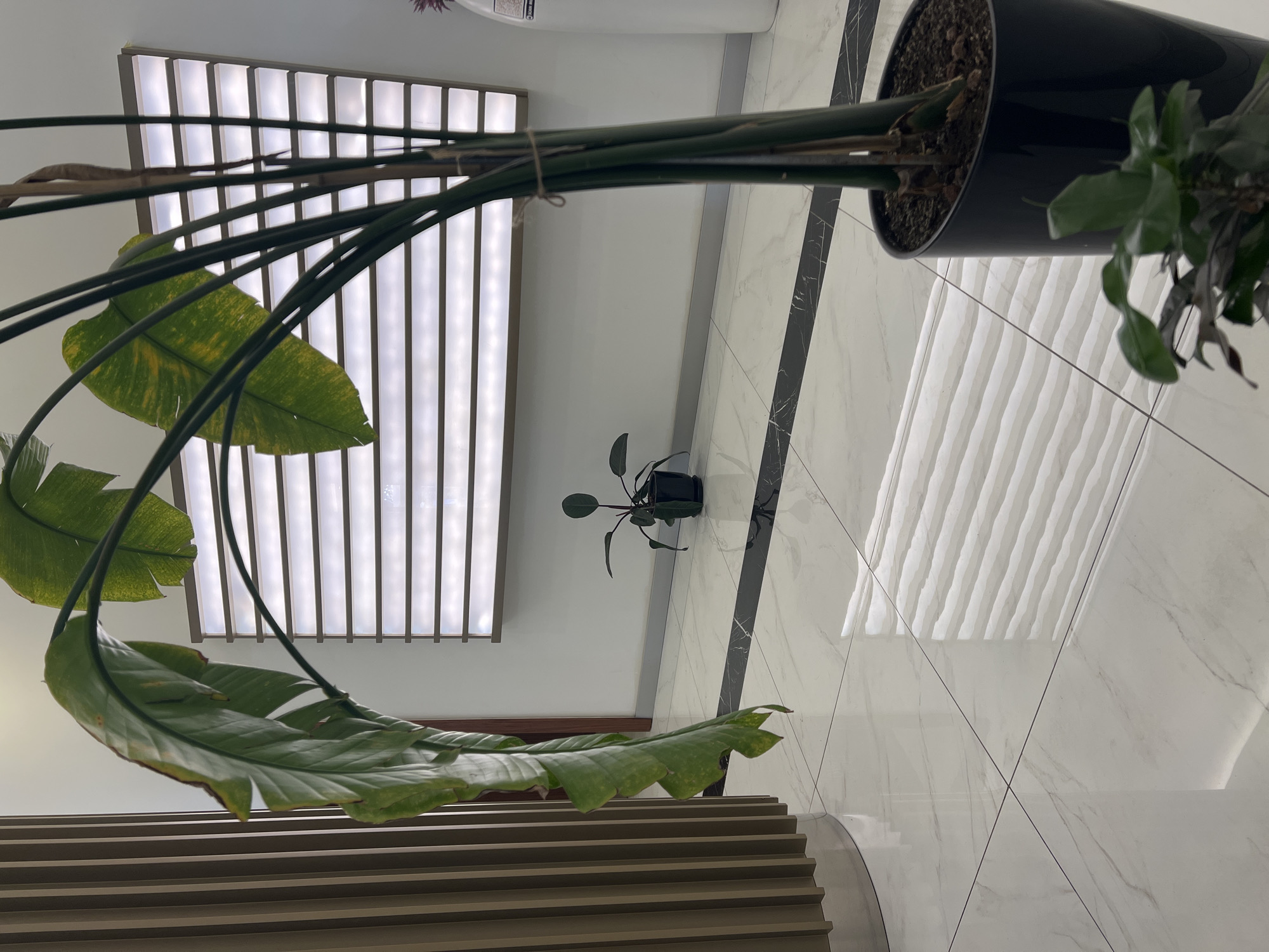 An indoor scene in Batumi, Georgia, features a polished marble floor reflecting light from a horizontal backlit panel with horizontal slats. In the foreground, a large plant with broad green leaves, some yellowing and browned at the edges, hangs from its stem. The plant is tied with twine. A black planter with soil holds the plant's thick stalks. To the left, a textured beige vertical column is visible. In the mid-ground, a smaller dark green plant in a black pot sits on the floor. The environment appears to be a modern building interior, possibly an office or public space.