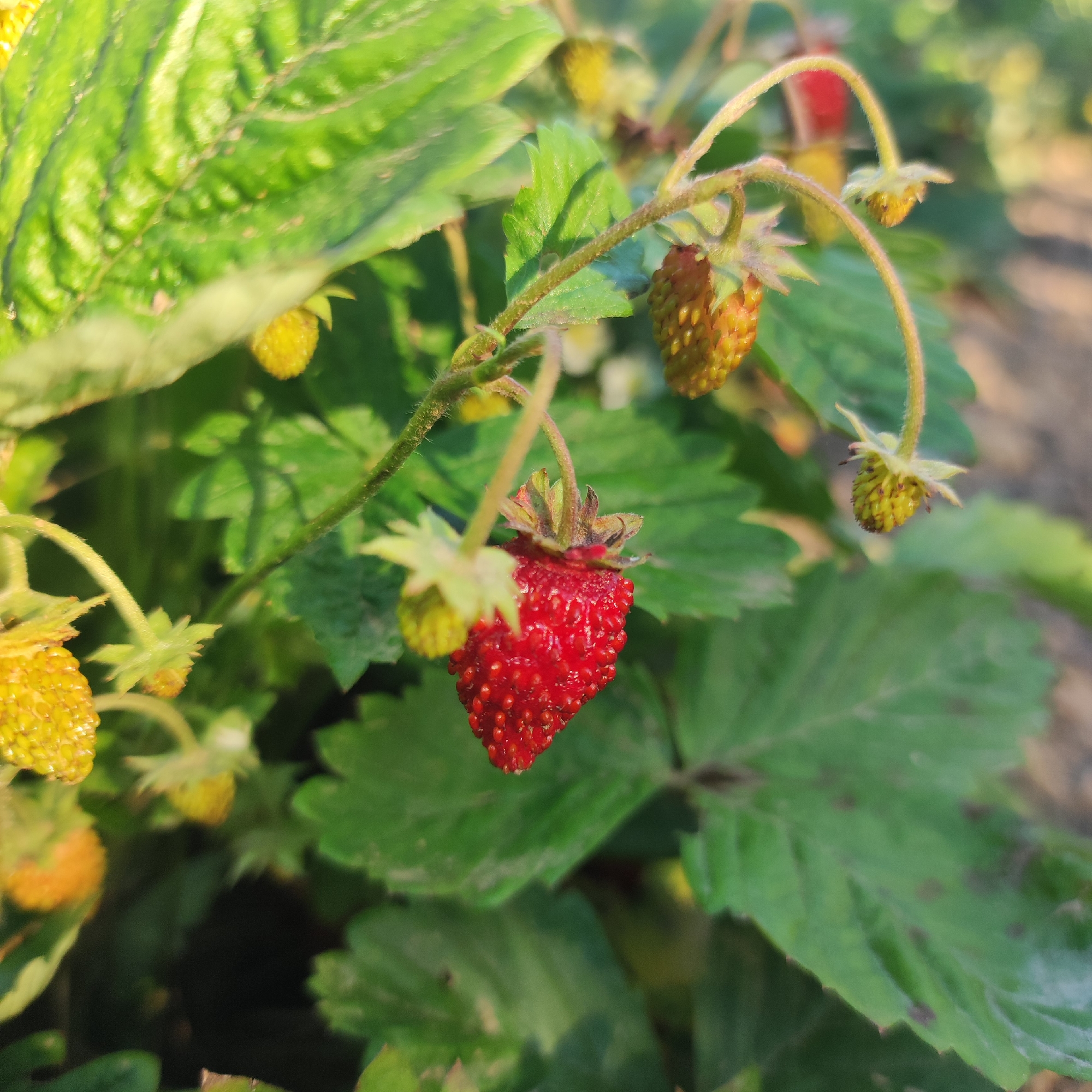 This is a close-up, eye-level outdoor shot of a strawberry plant in soft, natural light. The focus is on a single ripe, red strawberry hanging from a thin stem, with its green sepals visible. Surrounding the red strawberry are several unripe, yellowish-green strawberries in various stages of development, some with a reddish hue. The plant's leaves are a vibrant green, with some showing slight wilting or damage. The background is blurred, suggesting a garden or natural setting with dappled sunlight creating shadows. The overall mood is serene and natural, highlighting the growth and ripening process of the strawberries. There is no visible text in the image.