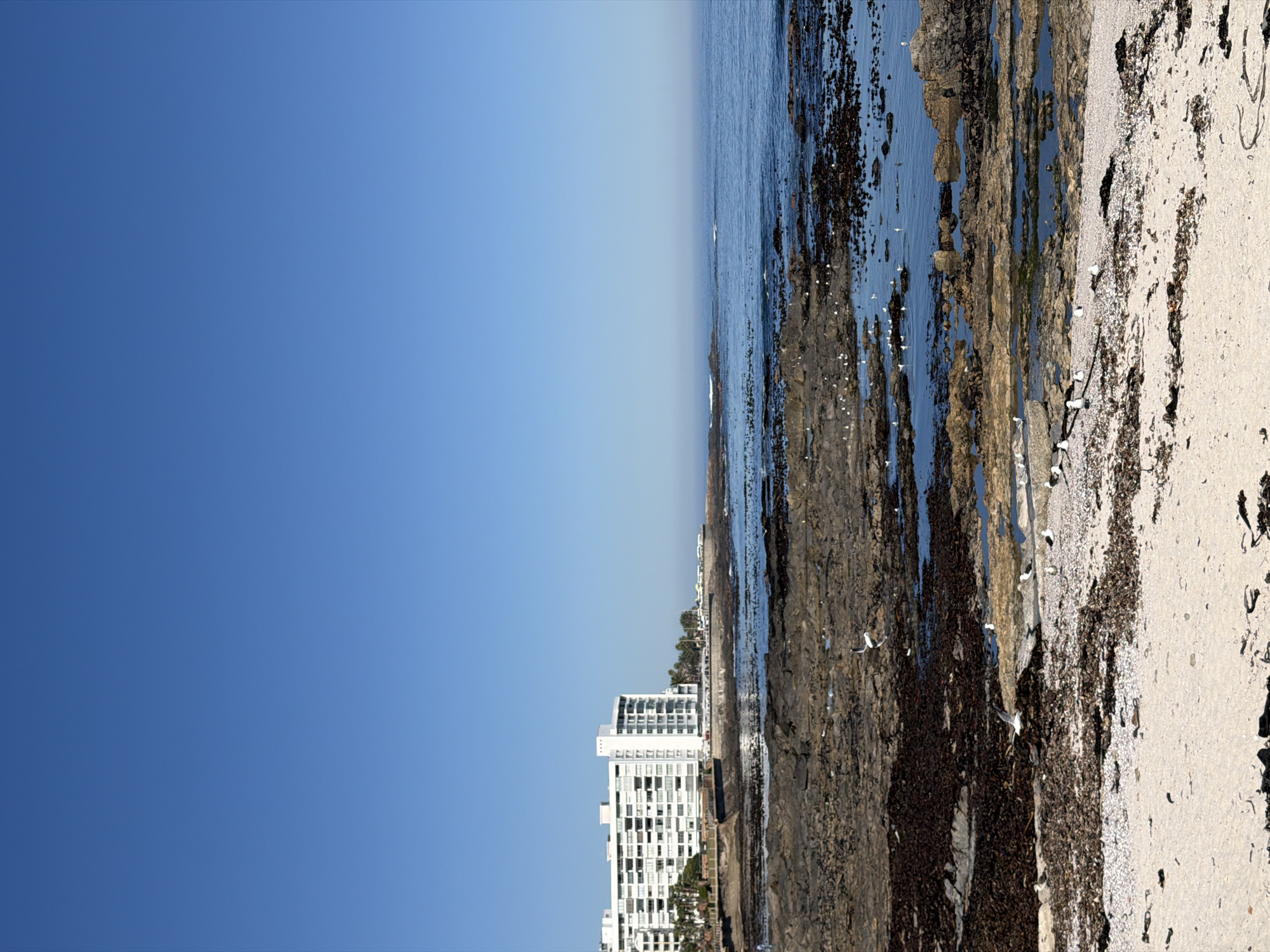 The image depicts a coastal scene in Cape Town, South Africa. The view is oriented vertically. In the foreground, there are rocky formations covered with dark seaweed, interspersed with tidal pools and sandy patches. Small white birds are scattered along the rocks and shore. Further inland, a multi-story white building is visible. The horizon features a gradation from light blue sky to a darker blue expanse, suggestive of the ocean meeting the sky. The sky is clear.