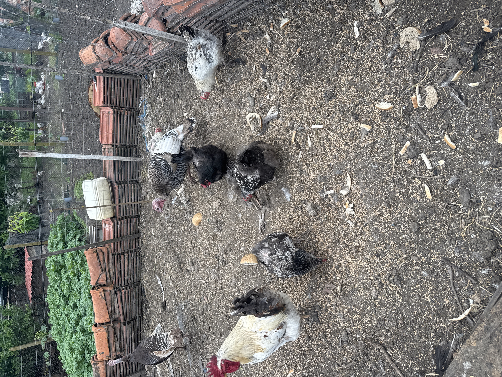The image shows a fenced enclosure in Sarnevo, Bulgaria, containing a variety of fowl, including chickens and turkeys. The ground is covered in a mixture of dirt, grain, bread scraps, and debris. A pile of terracotta roof tiles is stacked along the edge of the enclosure, partially obscured by the fence. A white plastic container is also visible near the tiles. The scene appears to be a domestic poultry yard.