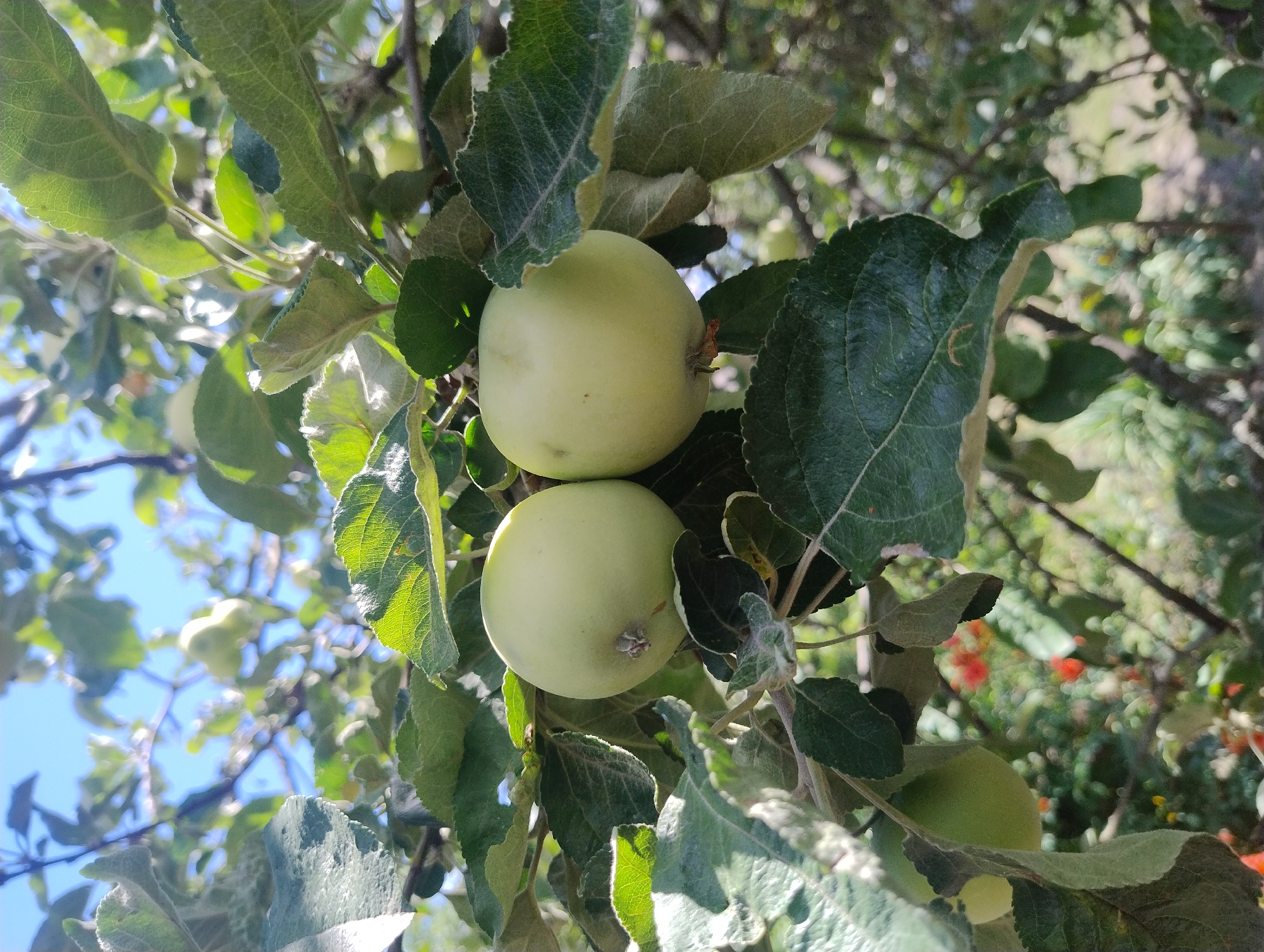 Two light green apples are hanging from a tree branch amidst dark green leaves. The apples are round and smooth, with a small brown stem. The leaves are veined and some are illuminated by sunlight, casting shadows. The background is a blur of green foliage and blue sky, suggesting an outdoor environment. There are no people or specific landmarks visible in the image.