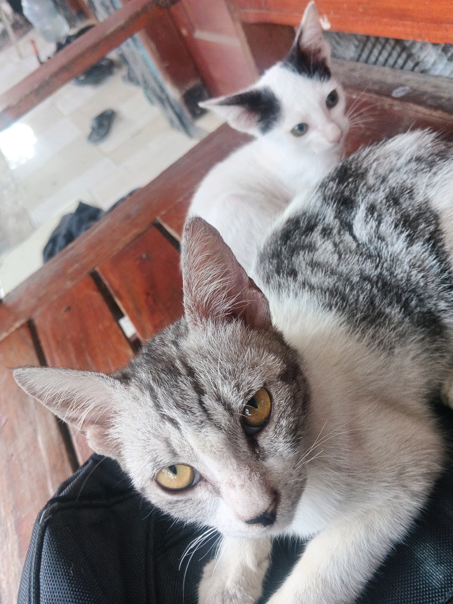 Two domestic cats are resting on a wooden surface, likely a bench or table, in an outdoor setting that appears to be a residential area. One cat, a grey tabby, is in the foreground and is looking directly at the camera with a focused gaze. Its fur is a mix of grey and white with distinct tabby markings on its head and back. It is lying on top of a black bag. The second cat, a white kitten with black markings on its head and ears, is partially visible behind the tabby cat, looking to the side with its ears perked. The background shows a tiled floor and some blurred objects, suggesting a simple outdoor living space. The lighting is natural, indicating it's daytime. The scene is likely in Kadu, Indonesia, given the provided context.