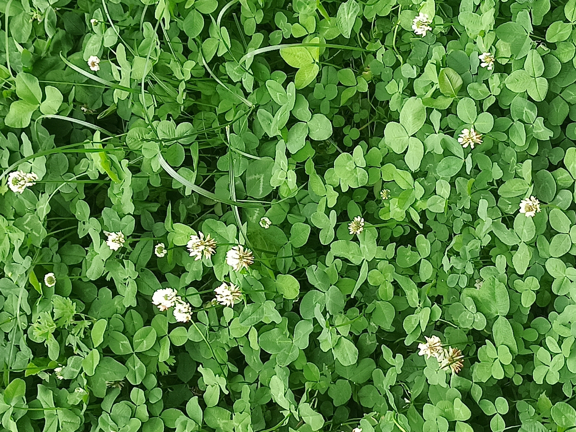 A close-up, high-angle shot displays a dense carpet of green clover, interspersed with small white clover flowers and a few blades of tall green grass. The clover leaves are primarily three-lobed and exhibit a variety of orientations and overlaps, creating a textured surface. The white clover flowers are spherical clusters of tiny petals, some fully open and others in bud. The lighting suggests an overcast day or a shaded area, with diffused light illuminating the foliage. The image provides no information about its location, nor are there any people or observable actions. The environment is natural and vegetative.