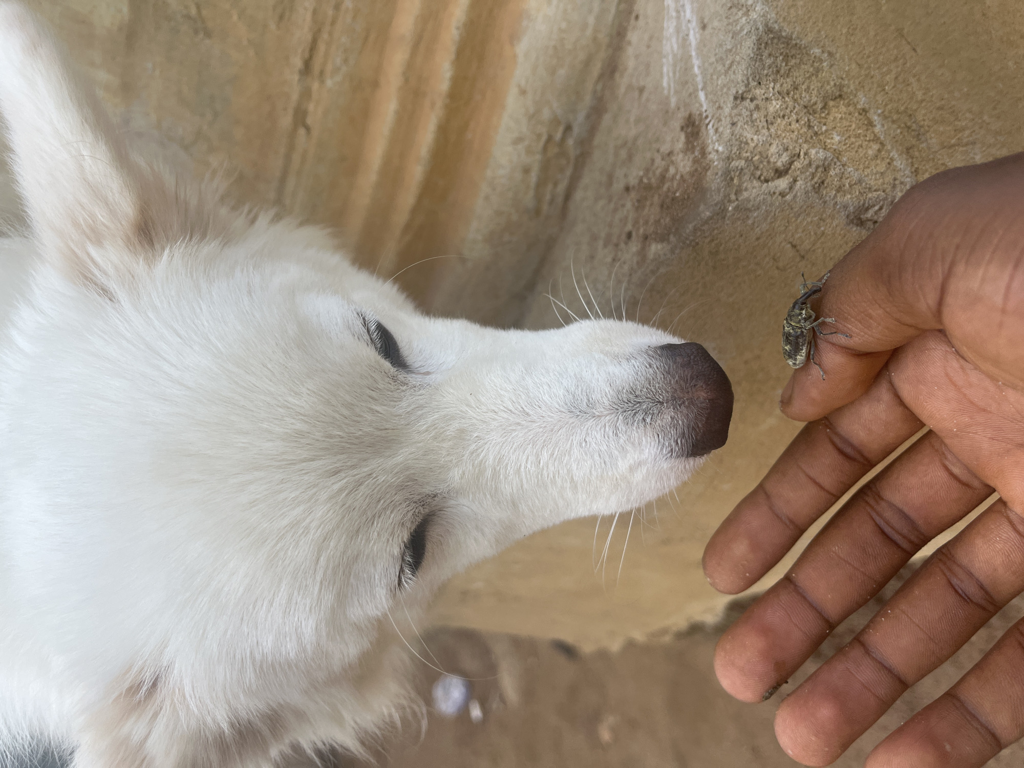 In Ikot Ekpene, Nigeria, a close-up, eye-level image depicts a white-furred dog's head, positioned in the upper frame, looking down with its eyes partially closed. Its black nose is visible at the bottom of its snout. Below the dog, a dark-skinned human right hand, oriented palm-up with fingers extended, holds a small, mottled grey-brown insect, consistent with a weevil, on the tip of its middle finger. The insect is stationary. The background comprises an out-of-focus tan and brown textured surface, possibly concrete or packed earth.