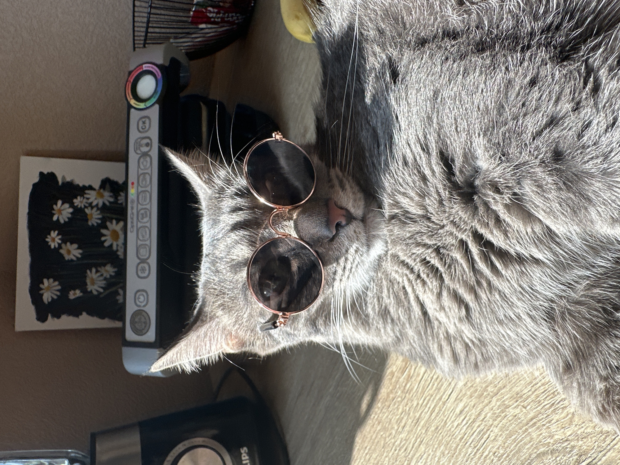 A gray cat wearing round, copper-colored sunglasses is the primary subject of the image. The cat is lying on a surface that appears to be light-colored wood or laminate. To the left of the cat is a black object with a silver dial labeled "Philips." Adjacent to this is a daisy print painting on a white background, and a black device with a colorful circular button at the top. A wire rack with some items inside is visible in the upper left corner of the image. The location is not discernible from this image.